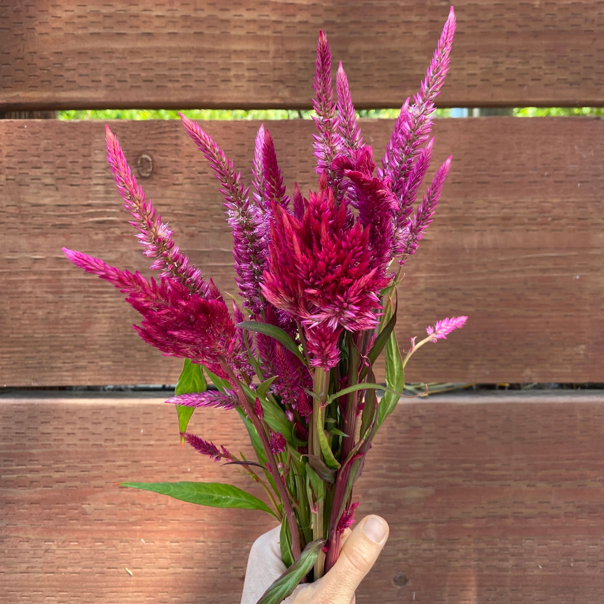 CELOSIA argentea var. plumosa Pampas Plume