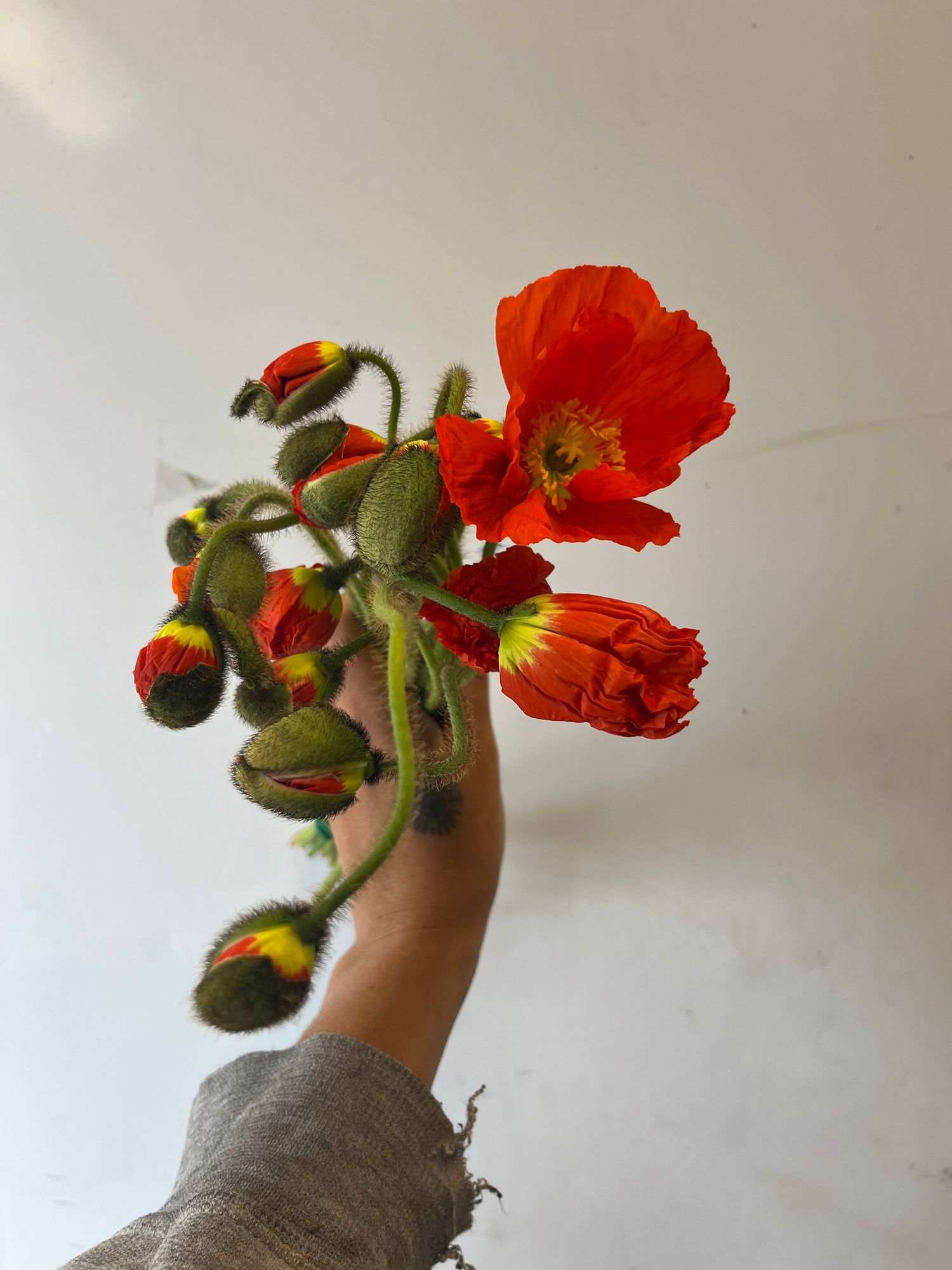 PAPAVER nudicaule Champagne Bubbles