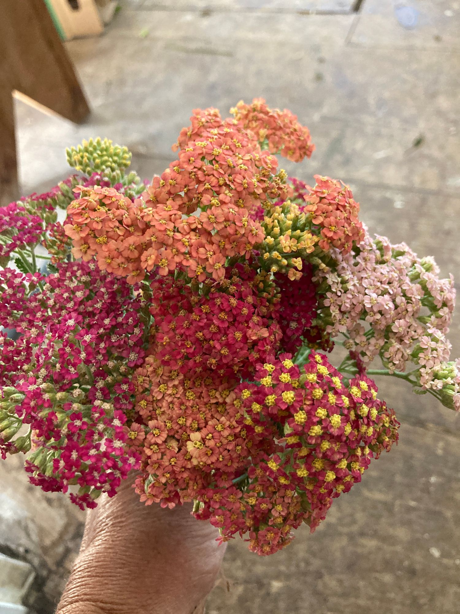 ACHILLEA millefolium