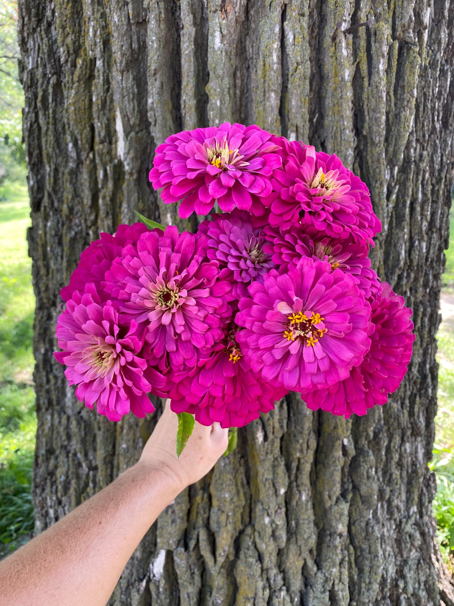ZINNIA elegans Uproar