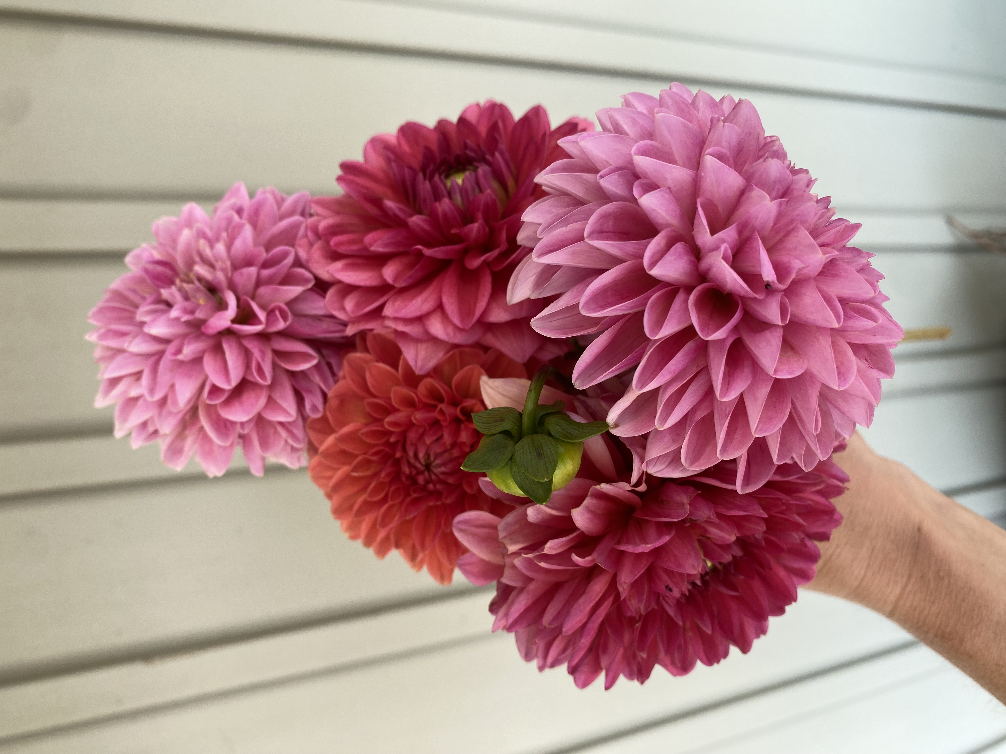 DAHLIA