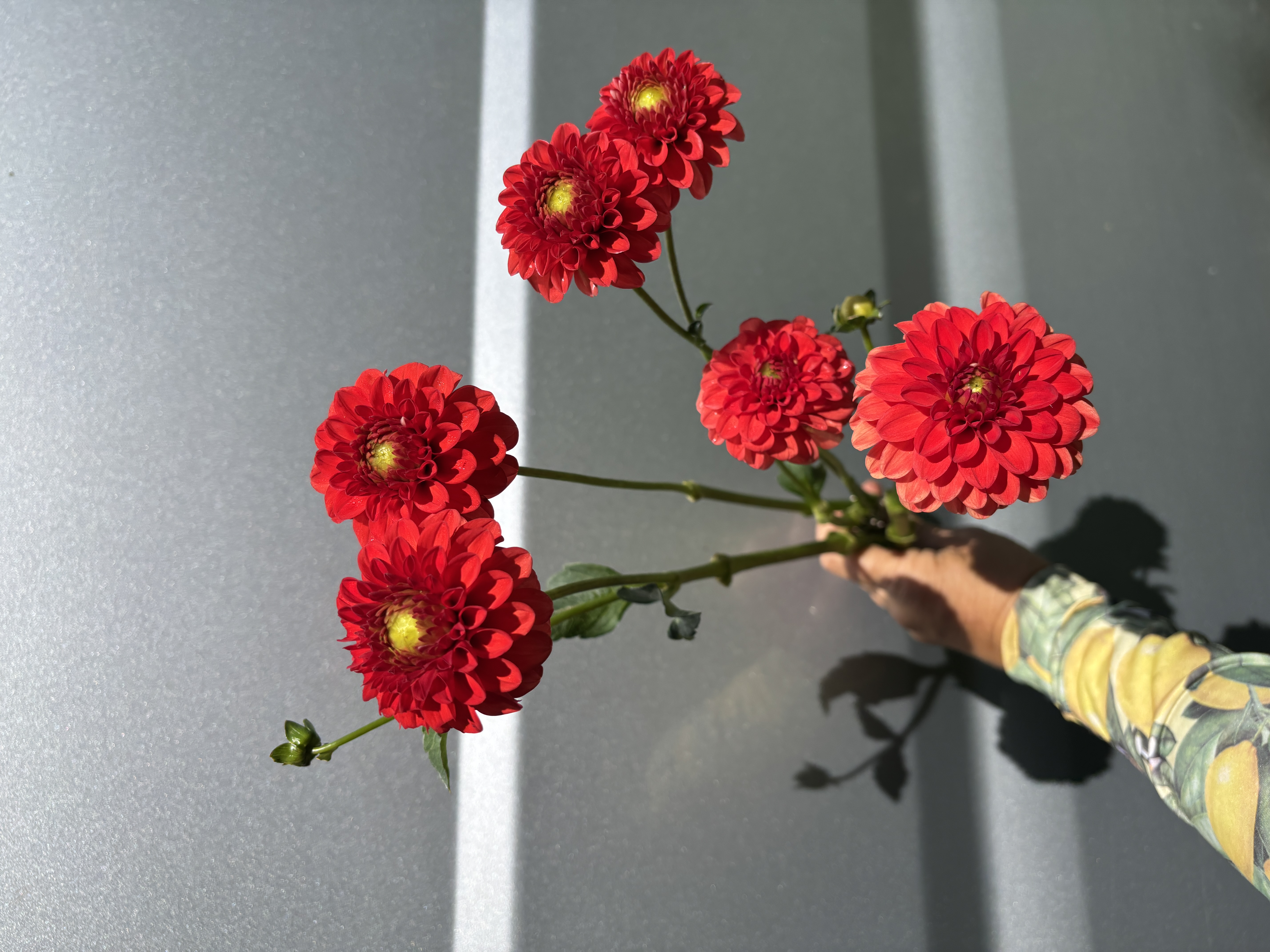 DAHLIA Lollipop
