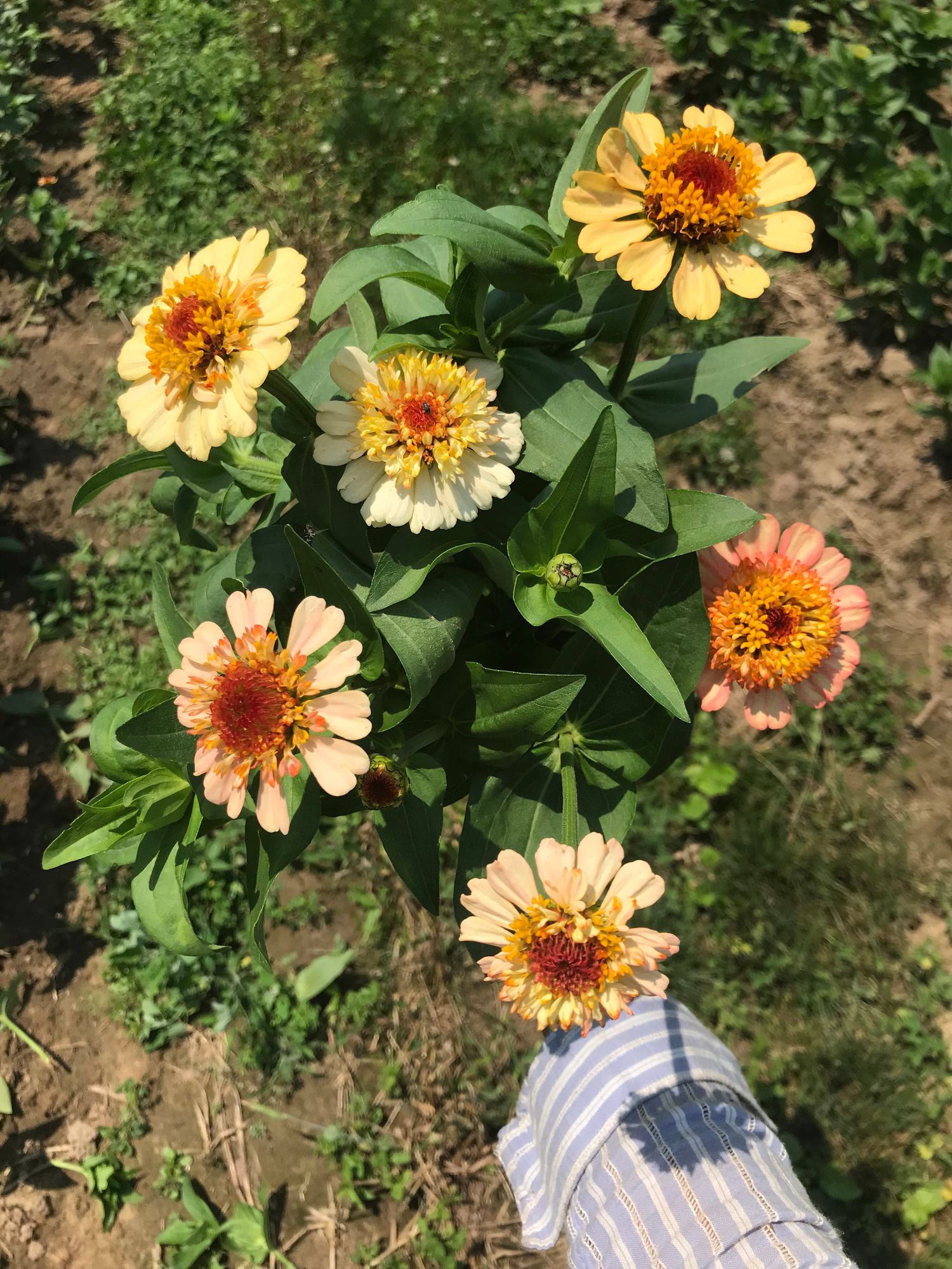 ZINNIA elegans Zinderella Series