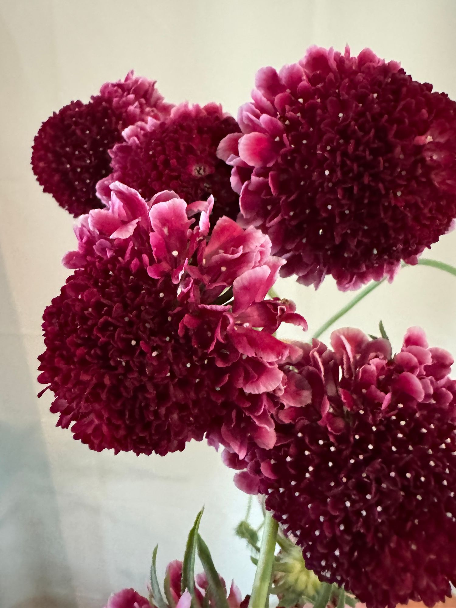 SCABIOSA atropurpurea x caucasica Scoop
