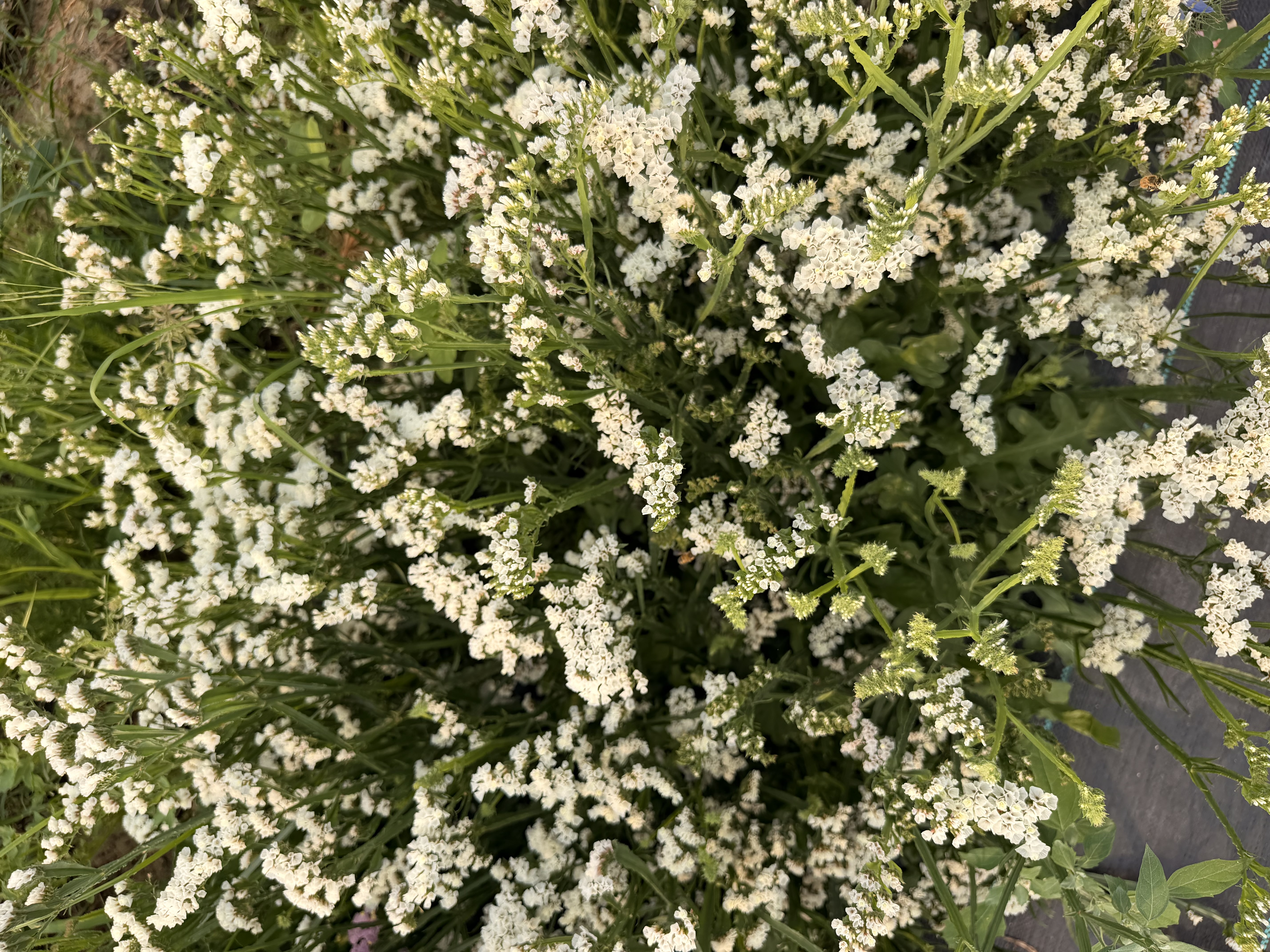 LIMONIUM gmelinii