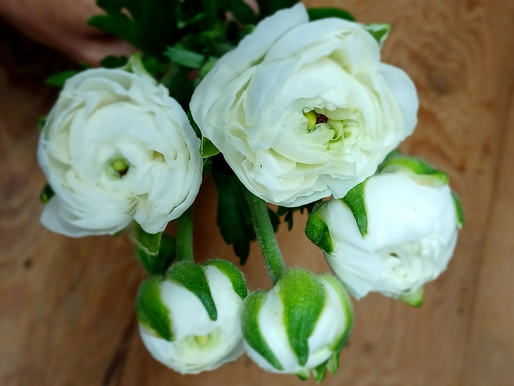 RANUNCULUS La Belle White