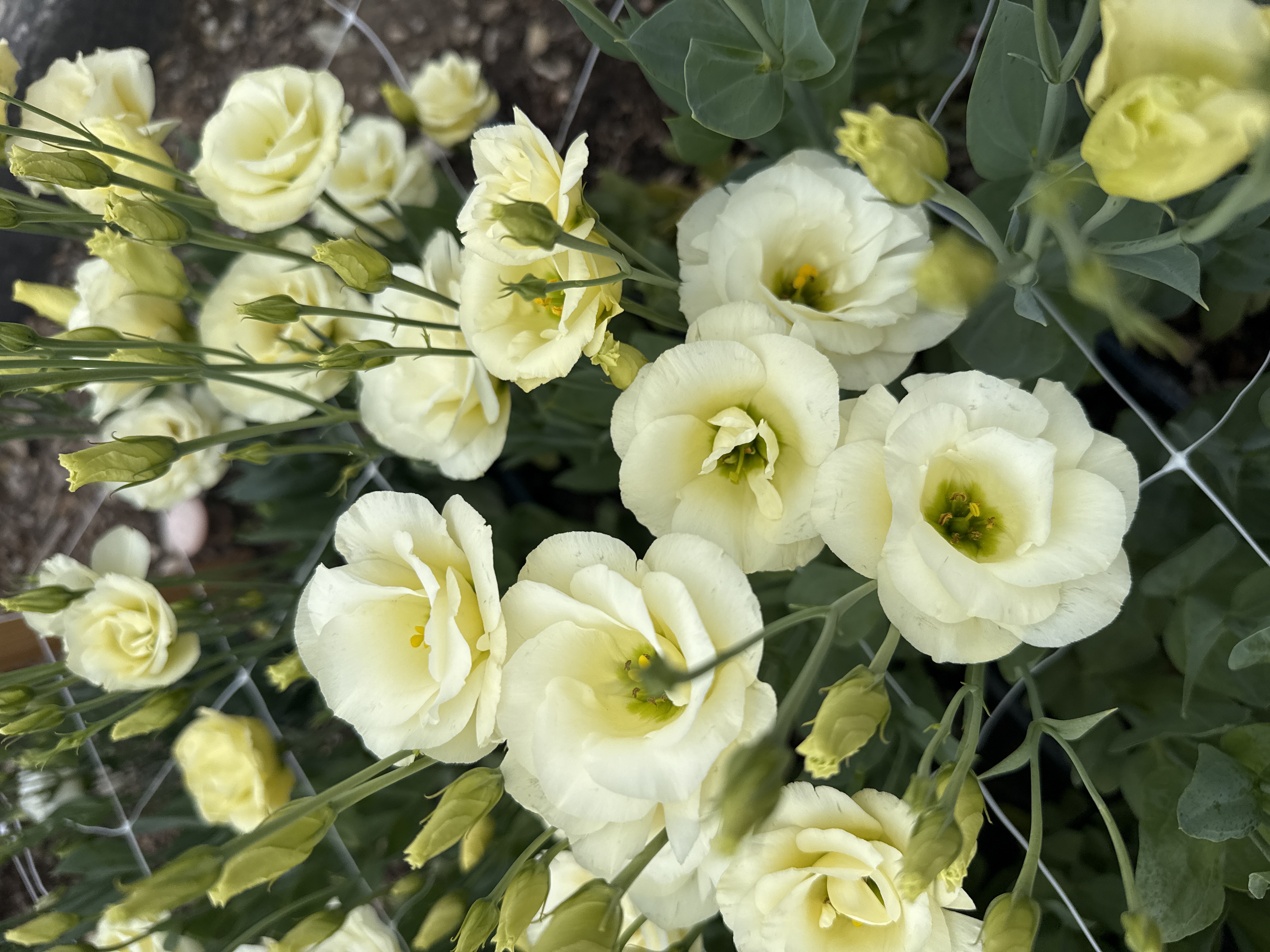 EUSTOMA grandiflorum Mariachi