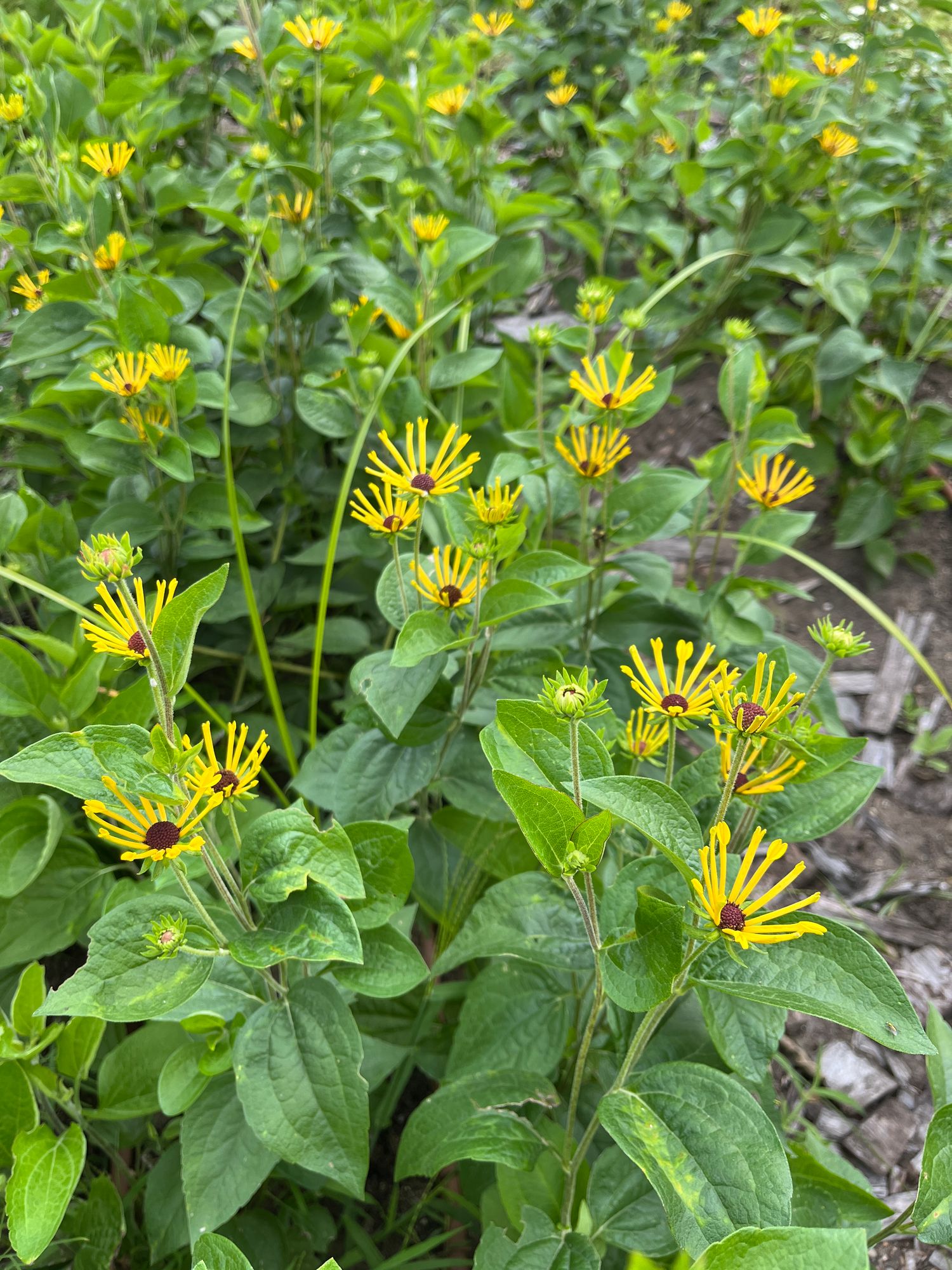 RUDBECKIA subtomentosa Henry Eilers