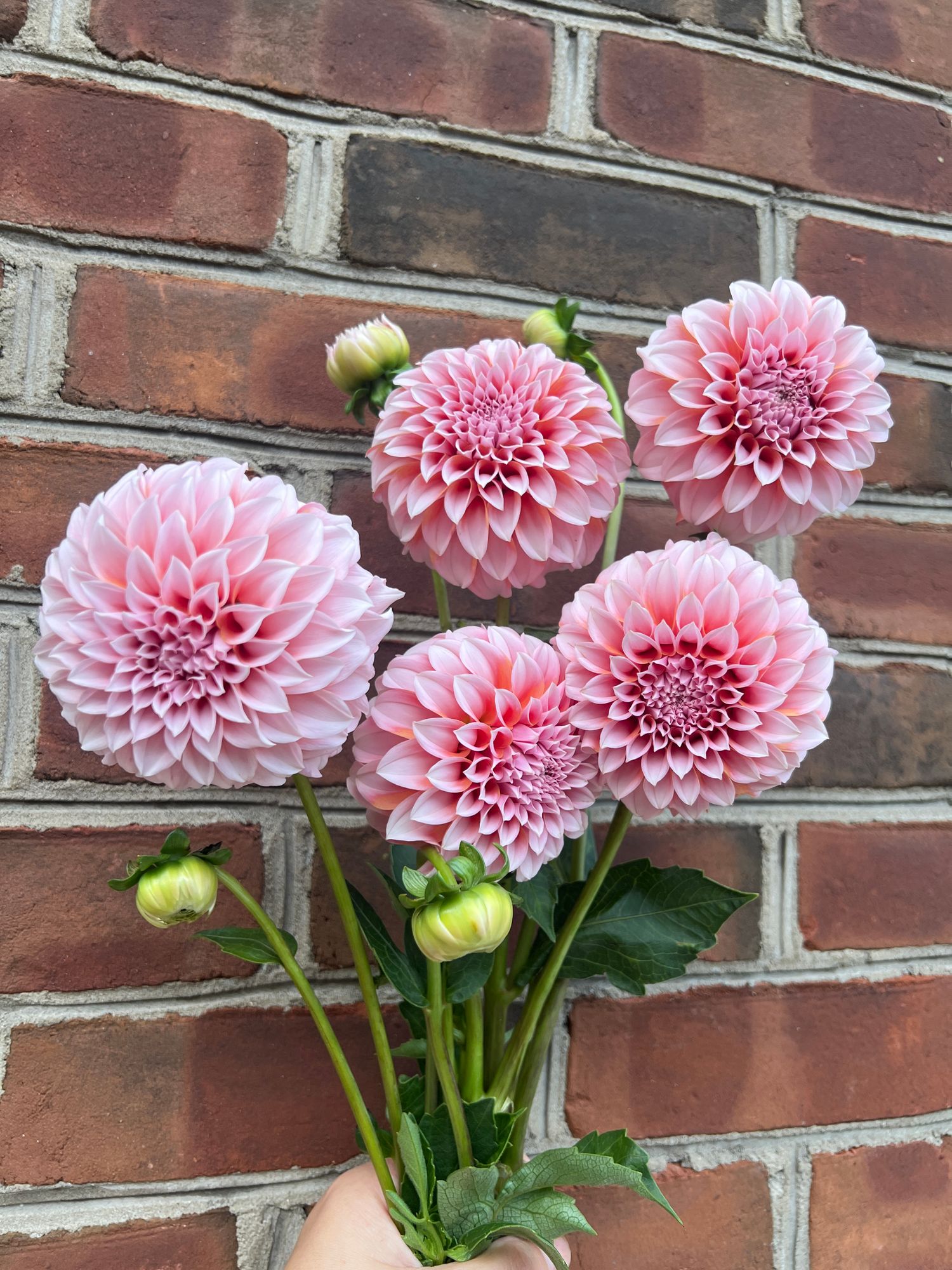 DAHLIA Peaches n Cream