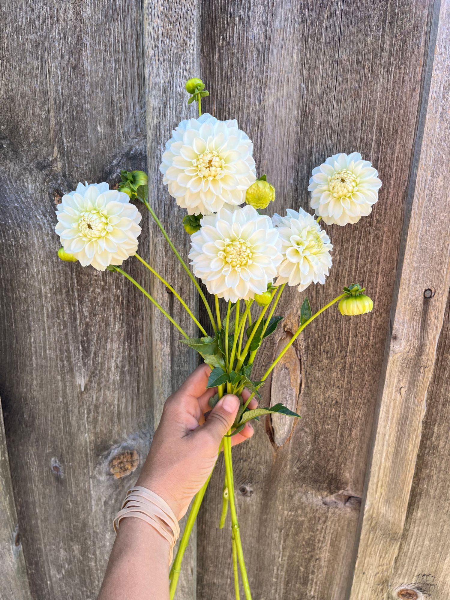 DAHLIA Boom Boom White