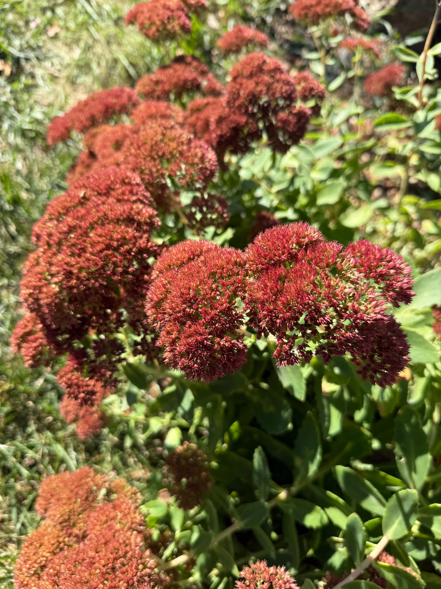 HYLOTELEPHIUM spectabile Autumn Joy
