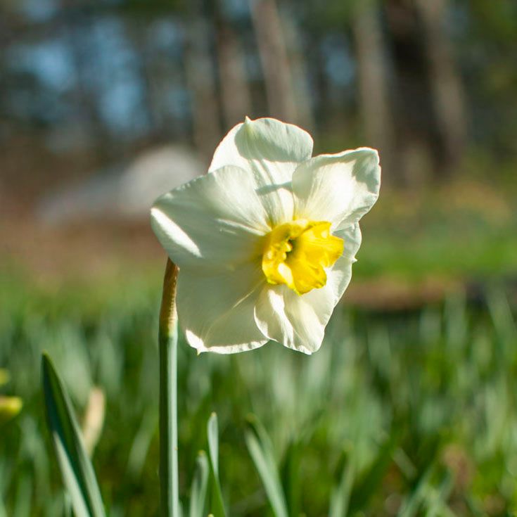 NARCISSUS