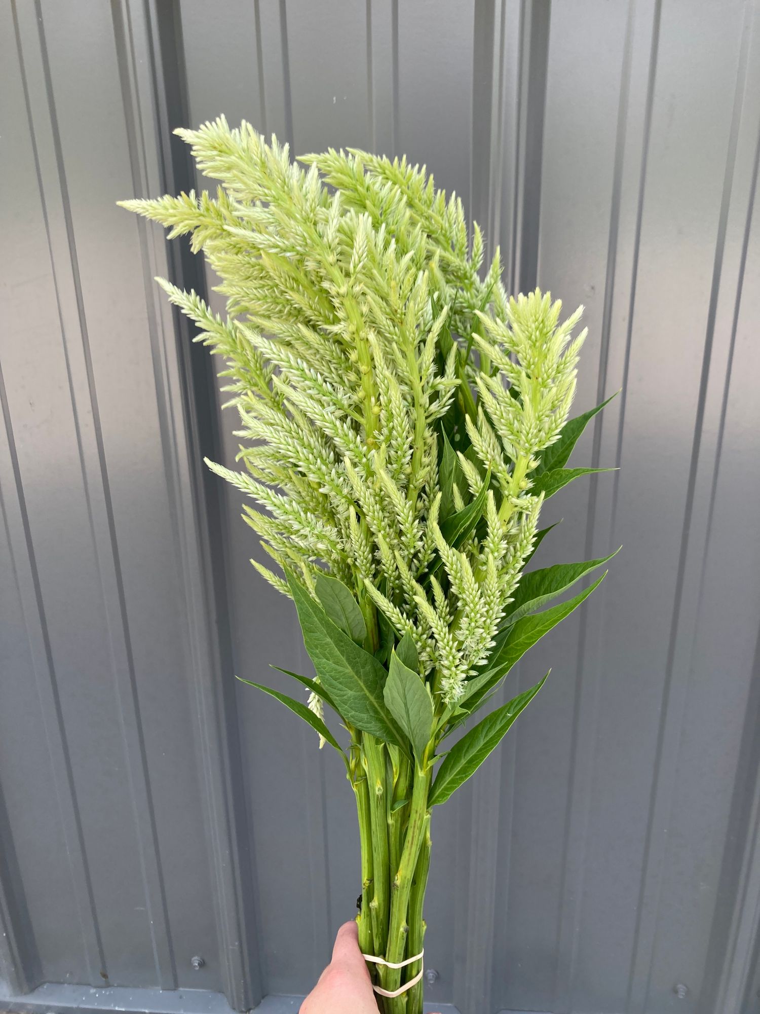 CELOSIA argentea var. plumosa Texas Plume Vintage Rose