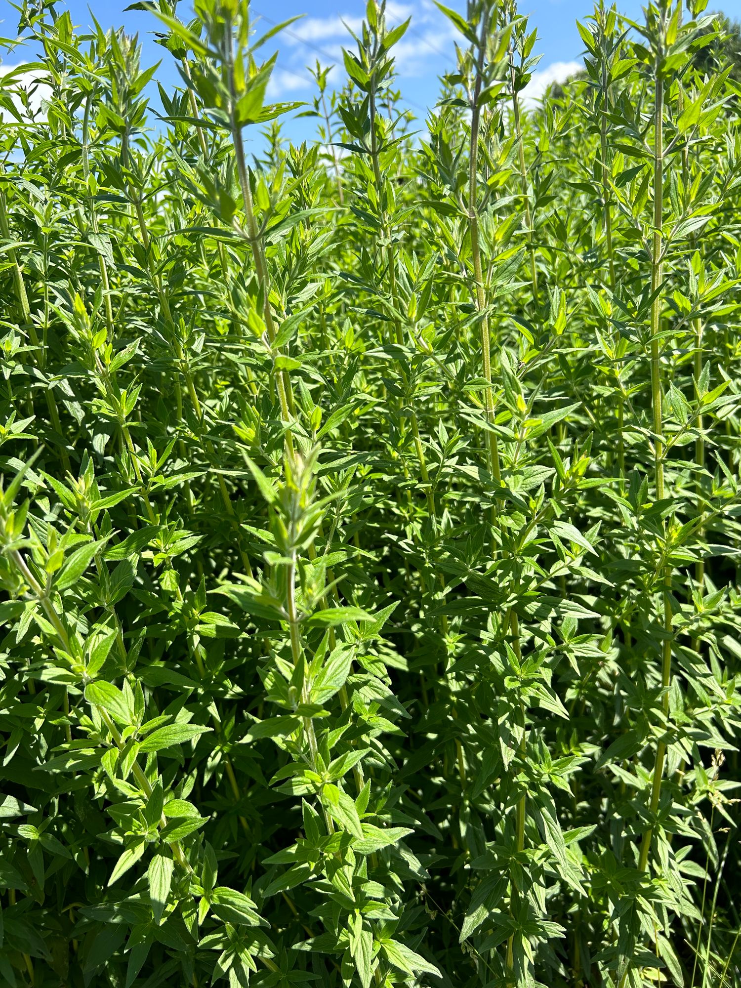 PYCNANTHEMUM pilosum