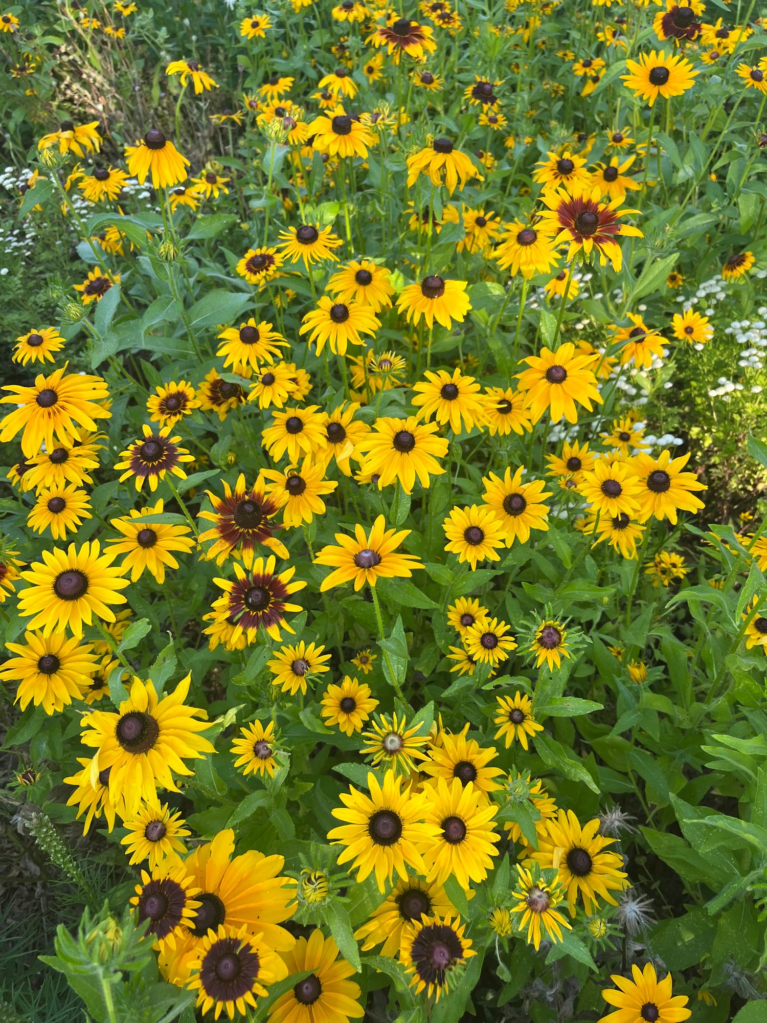 RUDBECKIA