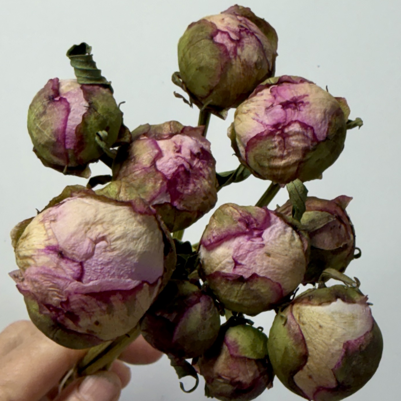 PAEONIA