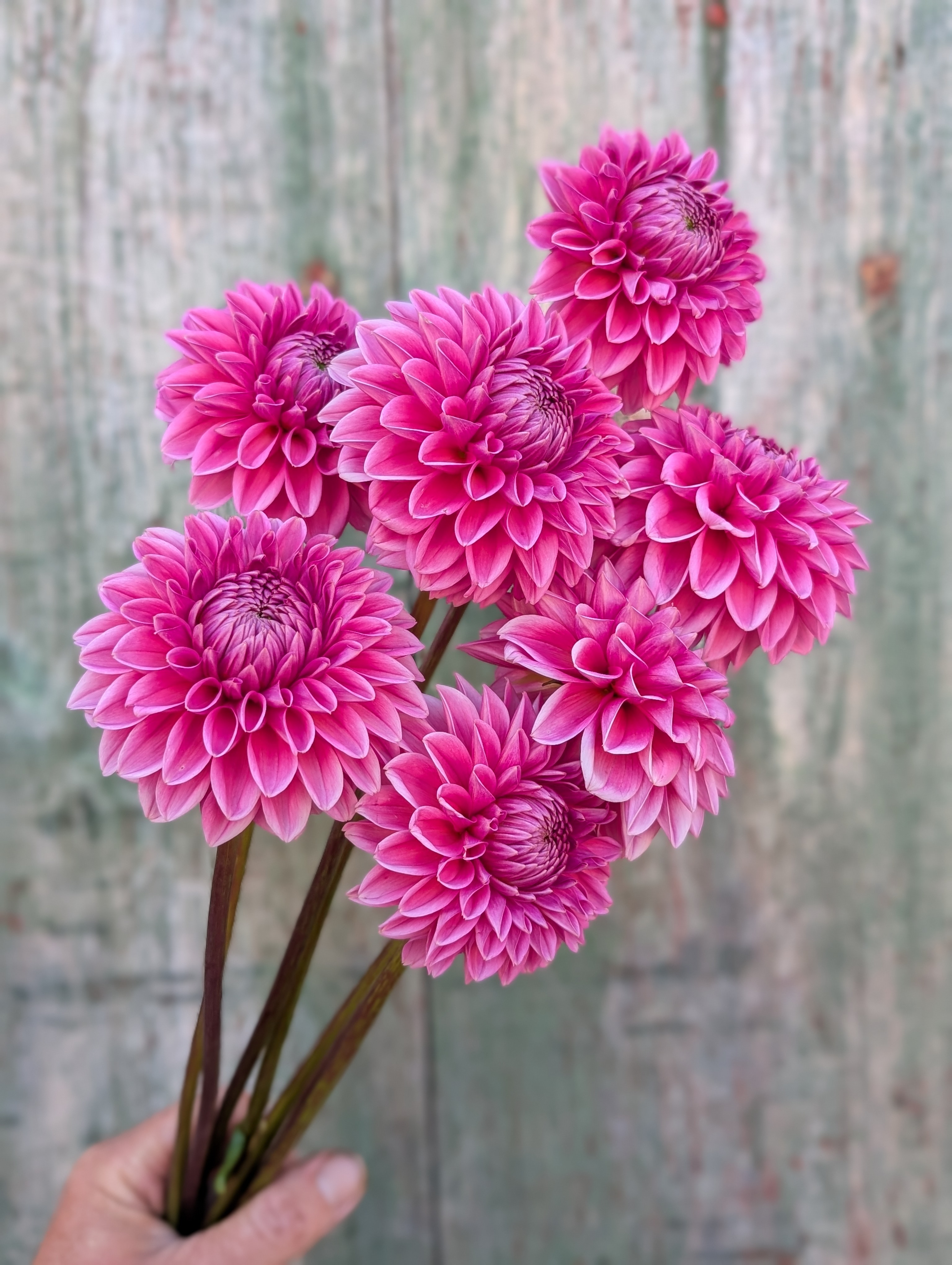 DAHLIA Pink Sylvia