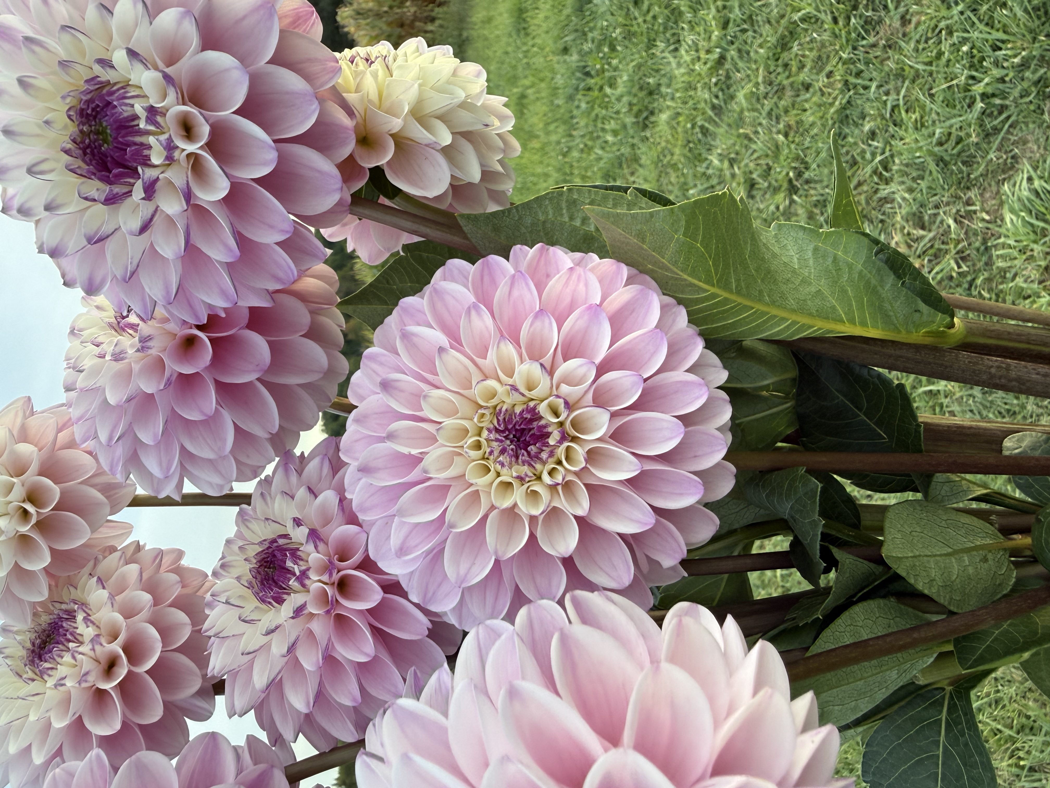 DAHLIA Decorative