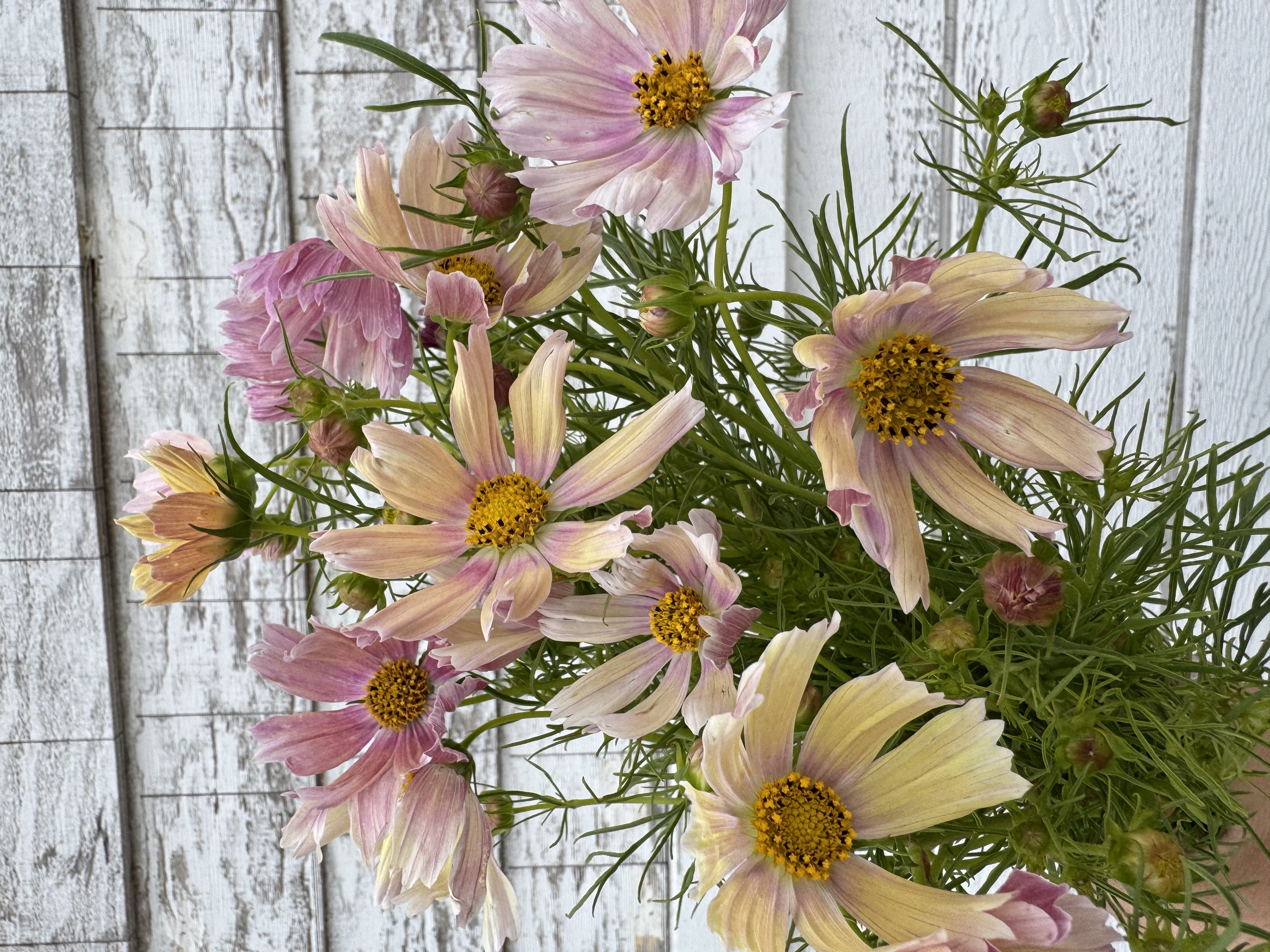 COSMOS bipinnatus Apricot Lemonade