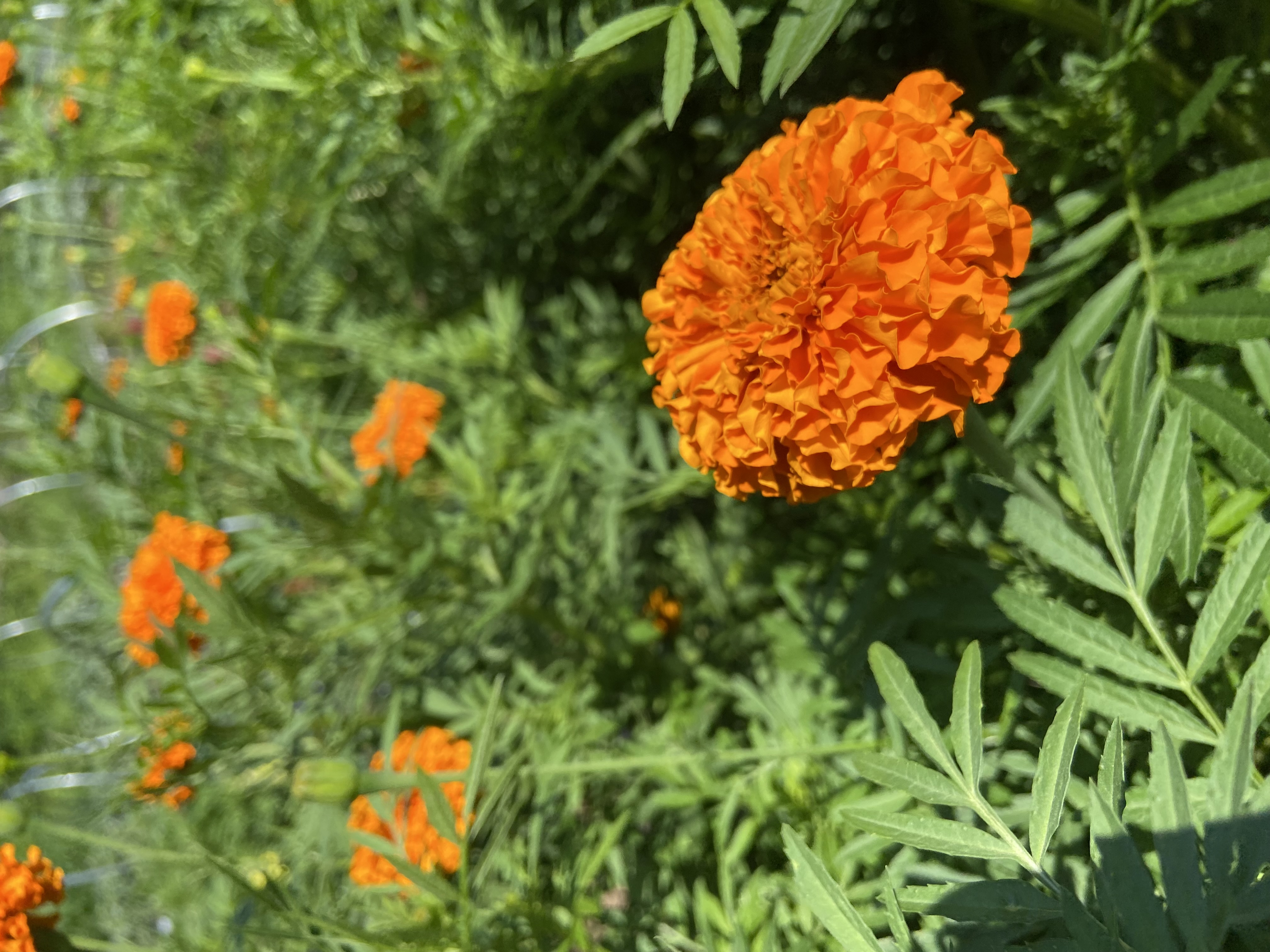 TAGETES erecta Chedi Orange