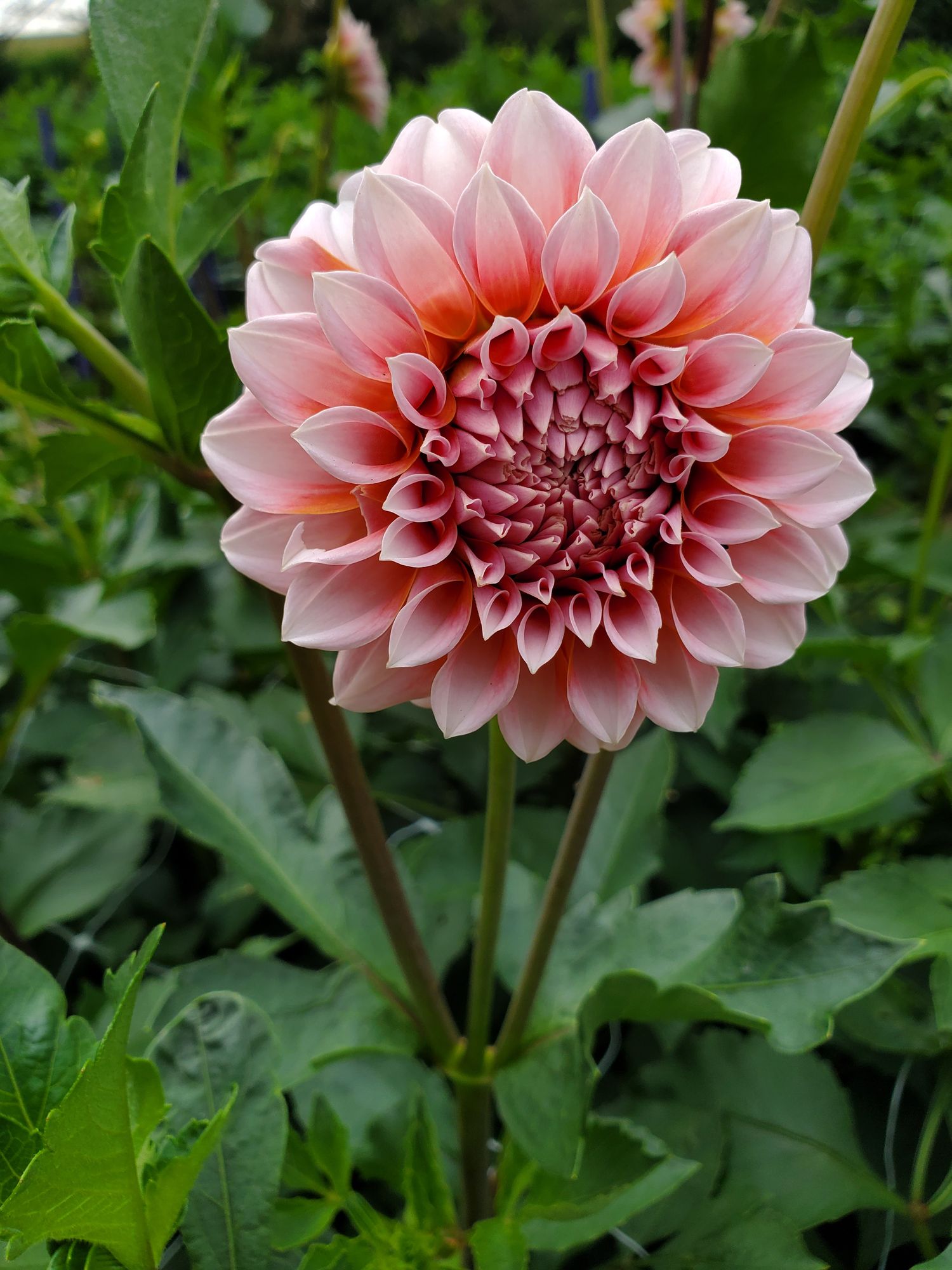 DAHLIA Decorative