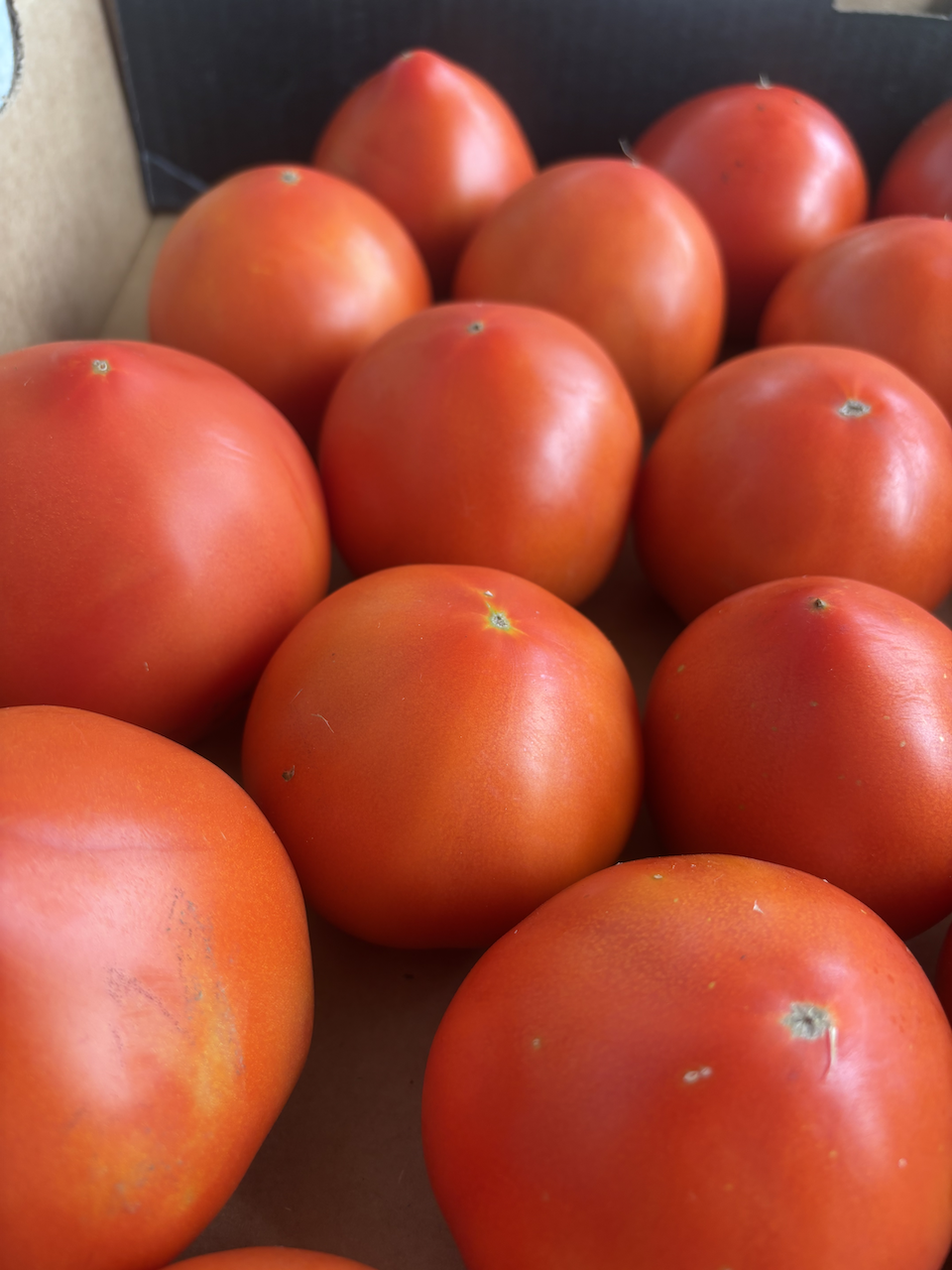 Organic Tomatoes, Red Slicing