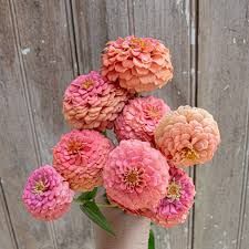 ZINNIA elegans Oklahoma Salmon