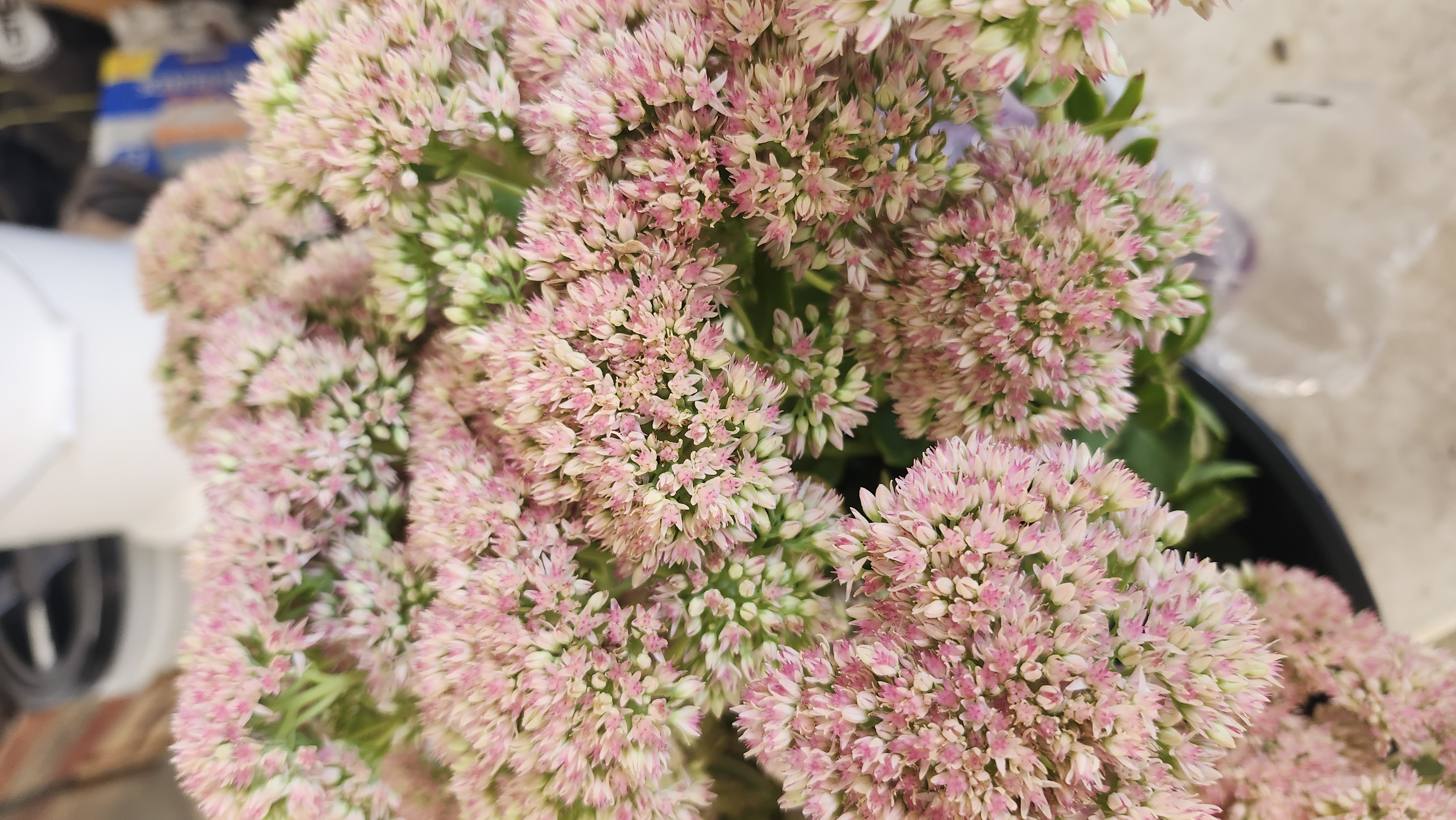 HYLOTELEPHIUM spectabile Autumn Joy
