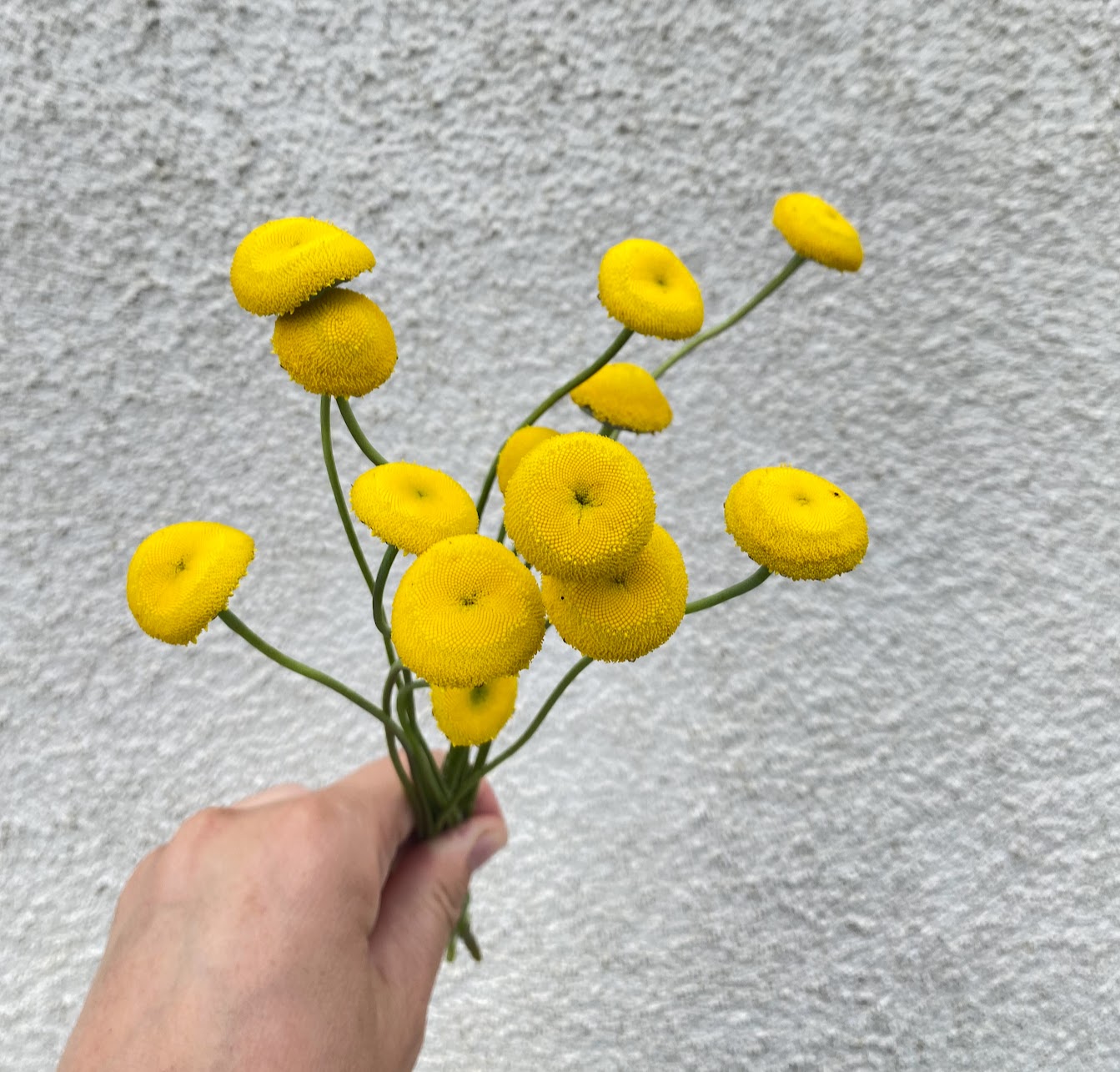 COTULA lineariloba Big Yellow Moon