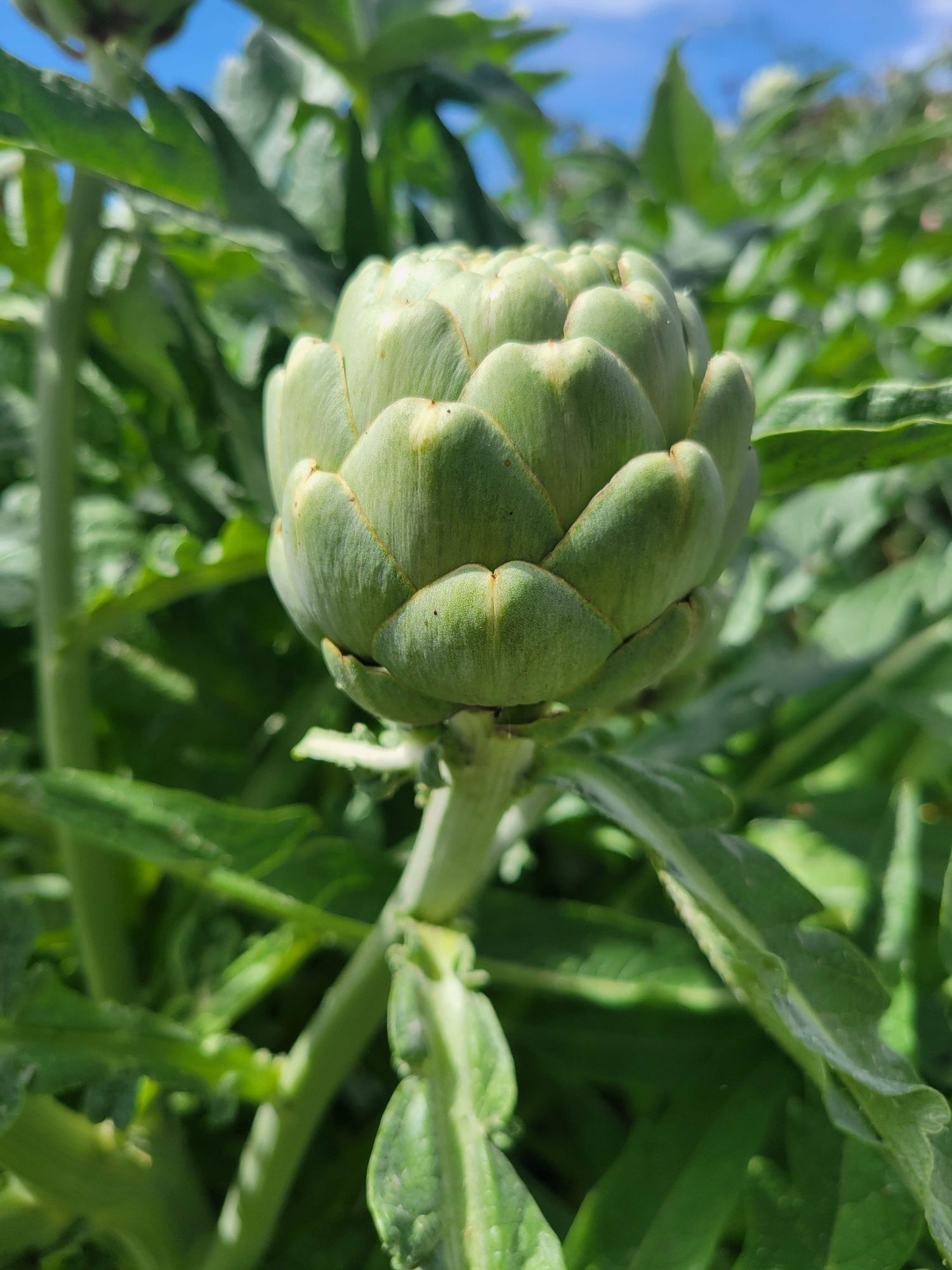 CYNARA cardunculus var. scolymus