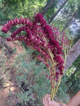 AMARANTHUS