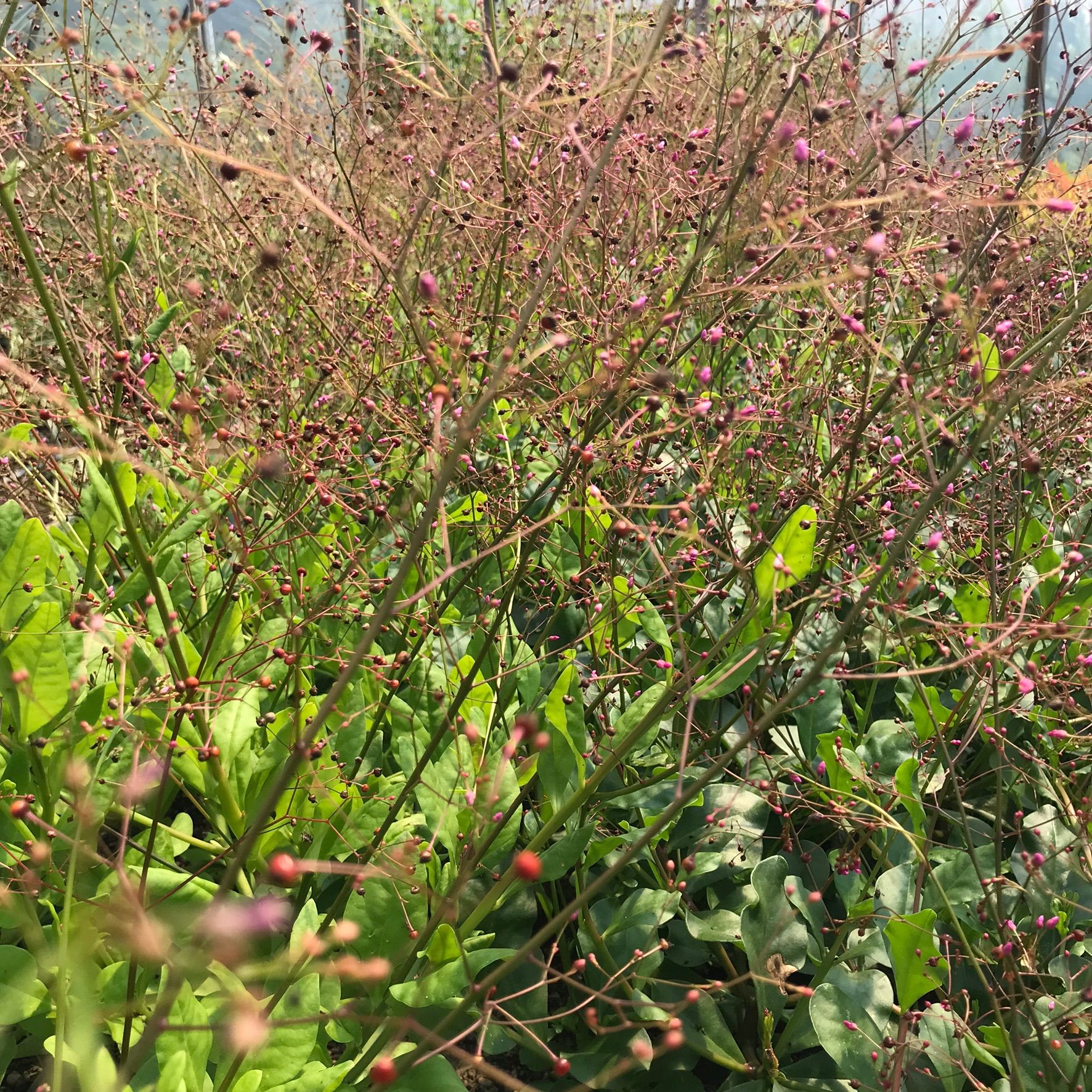 TALINUM paniculatum