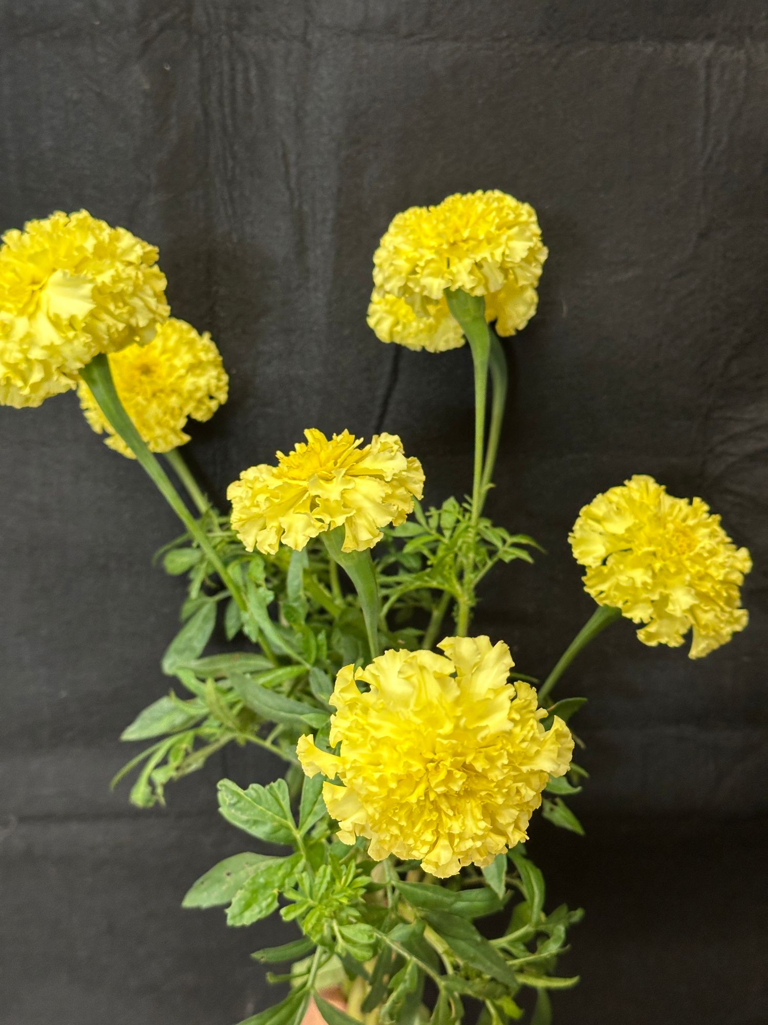 TAGETES erecta Giant Yellow