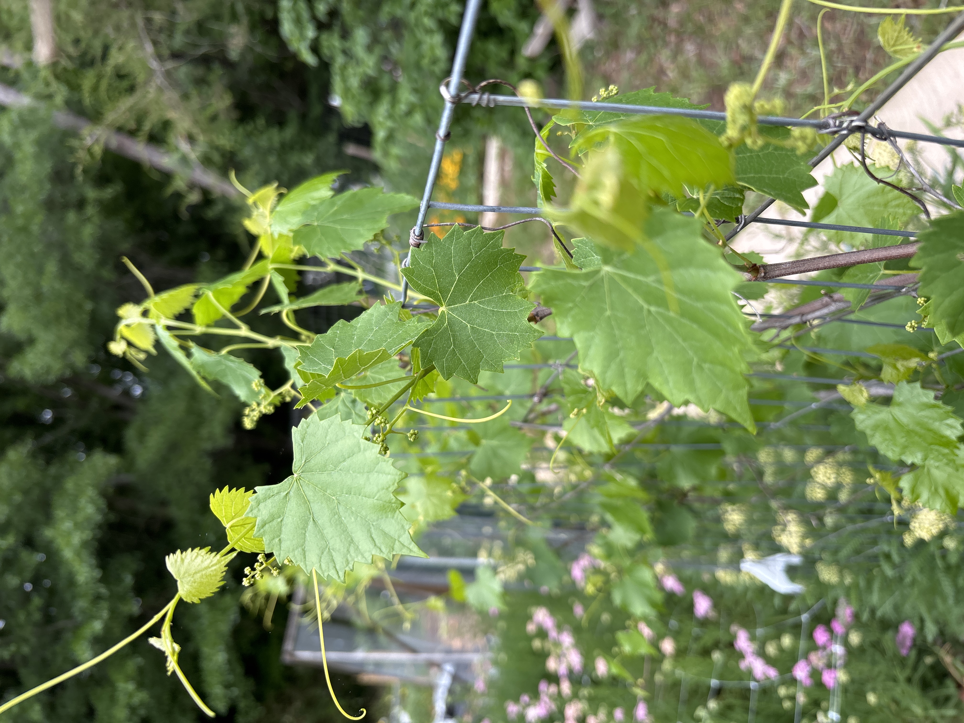VITIS