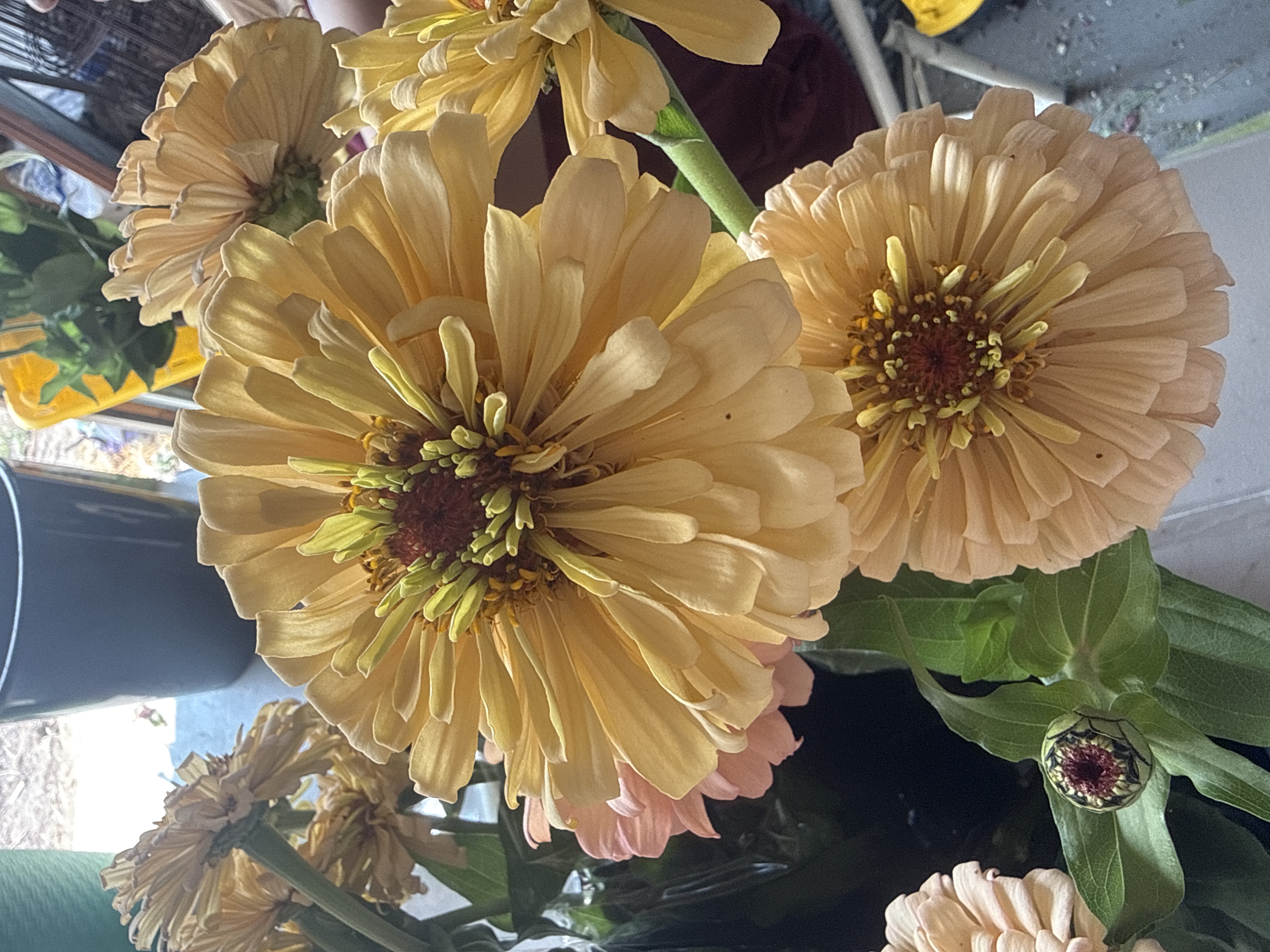 ZINNIA