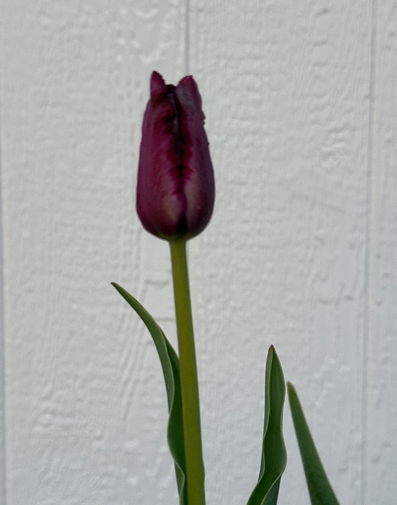 TULIPA Black Parrot