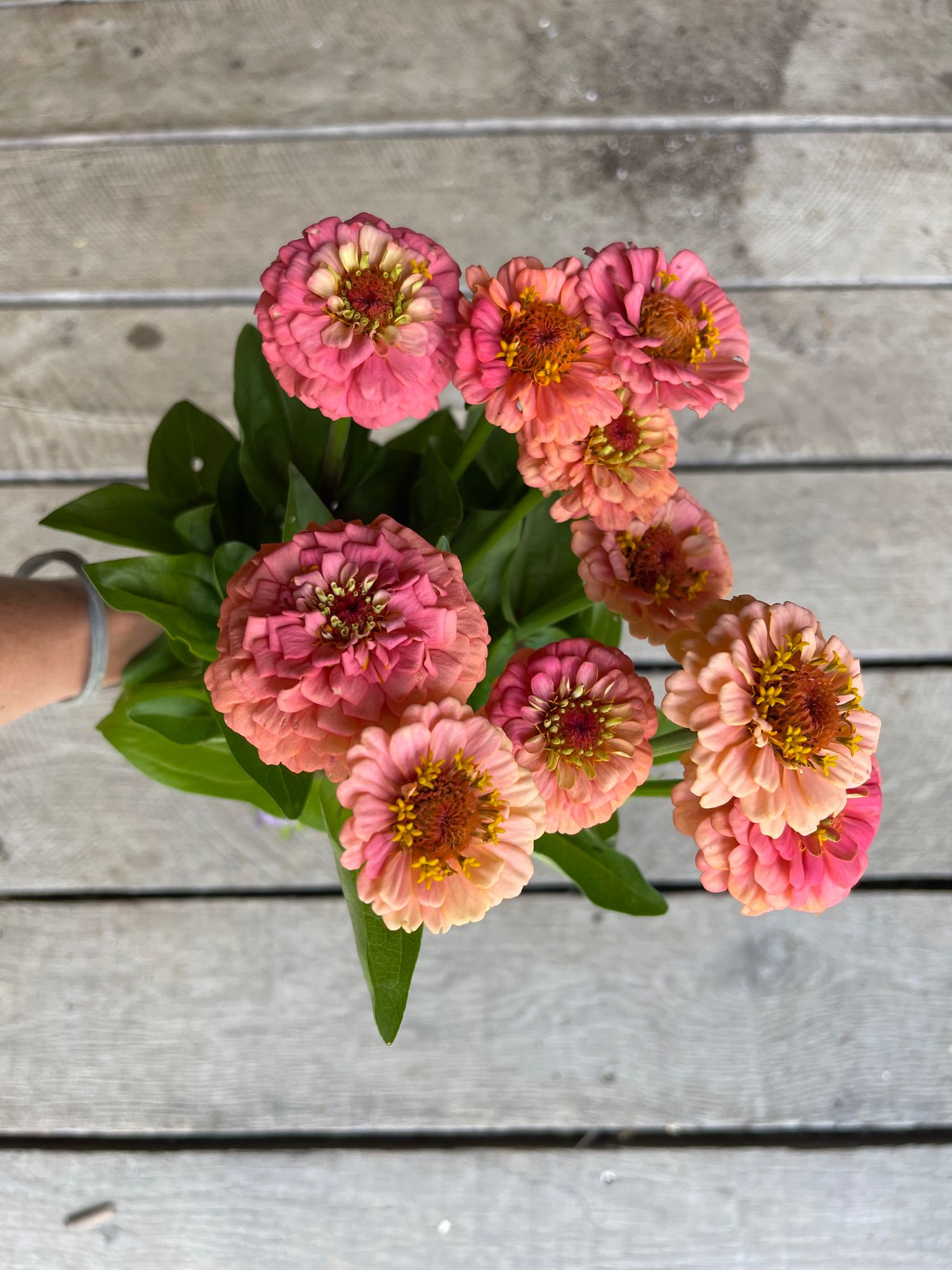 ZINNIA elegans Oklahoma Salmon