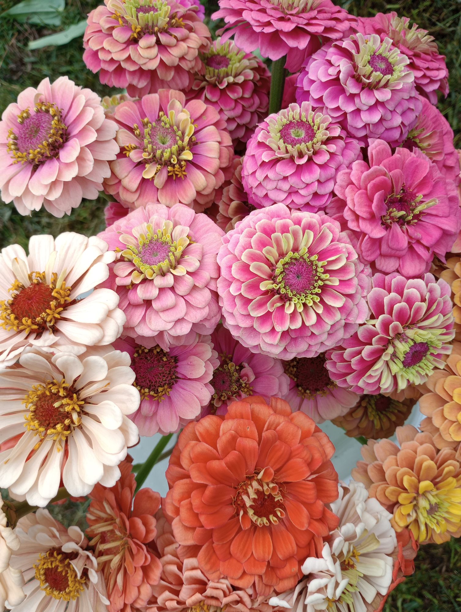 ZINNIA