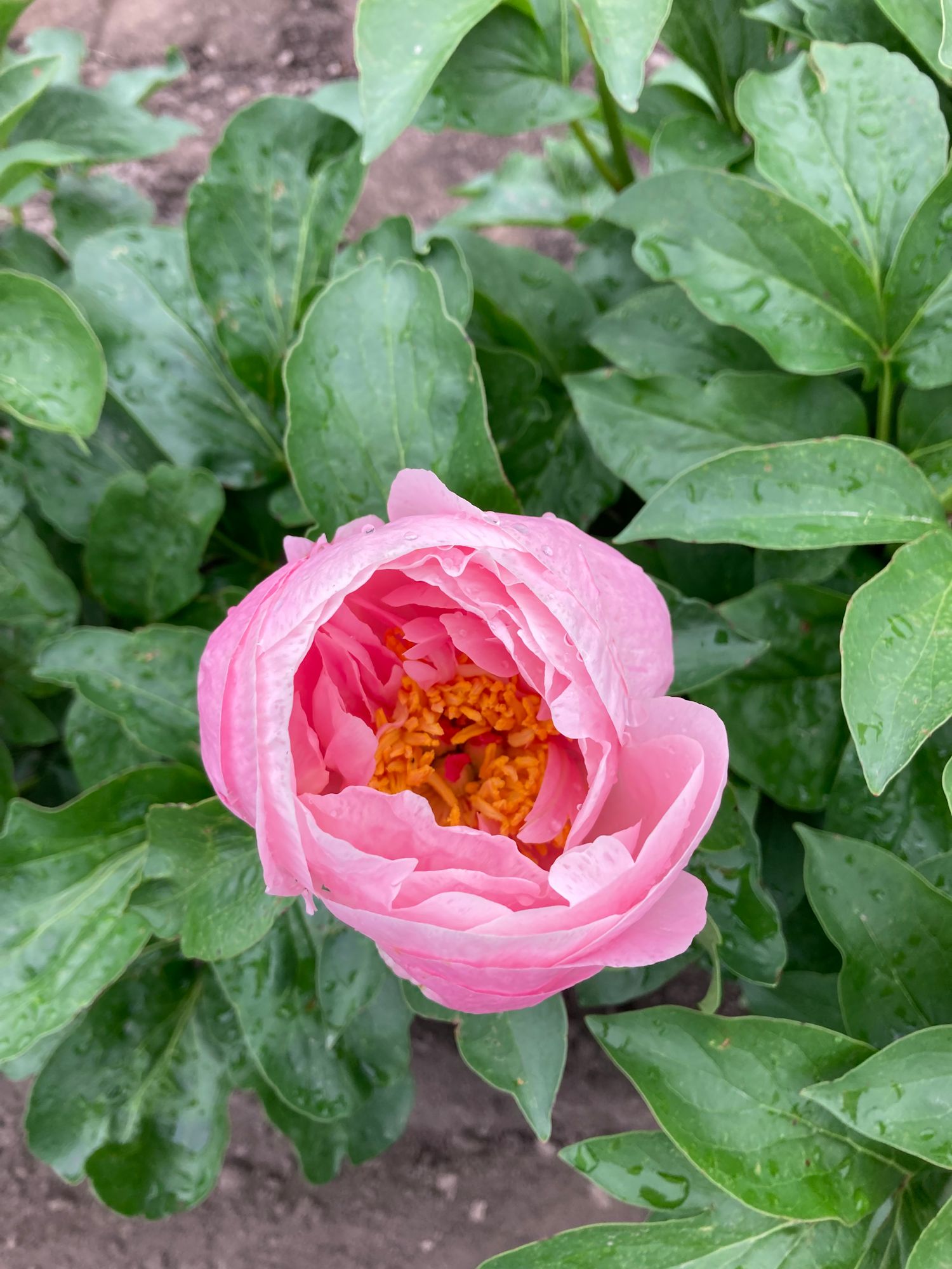 PAEONIA lactiflora Elsa Sass