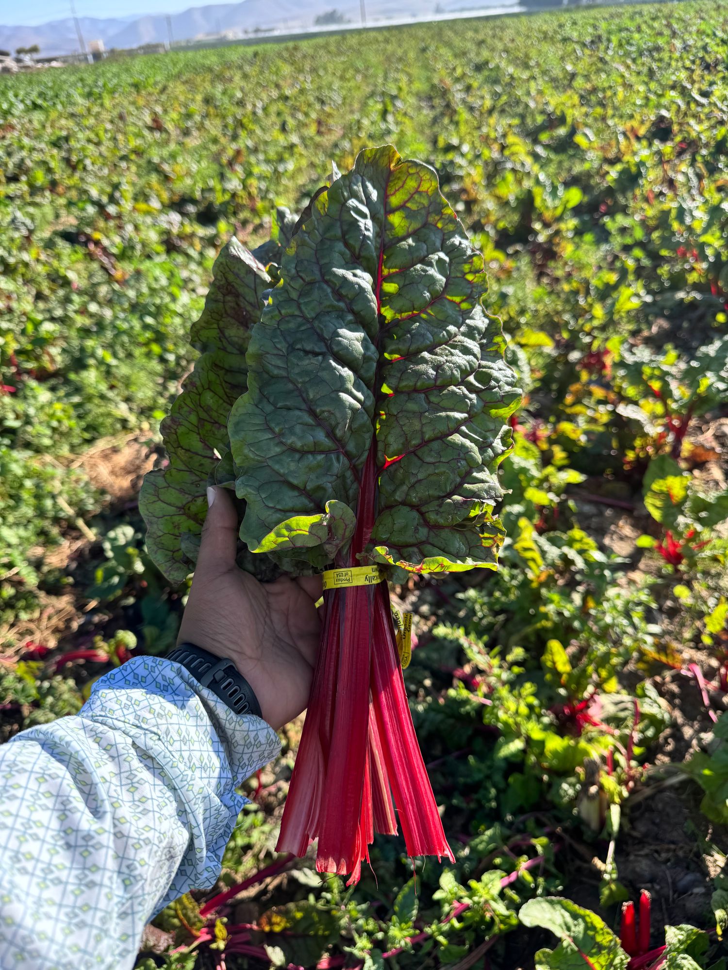 Chard (OG) - Red, bunched