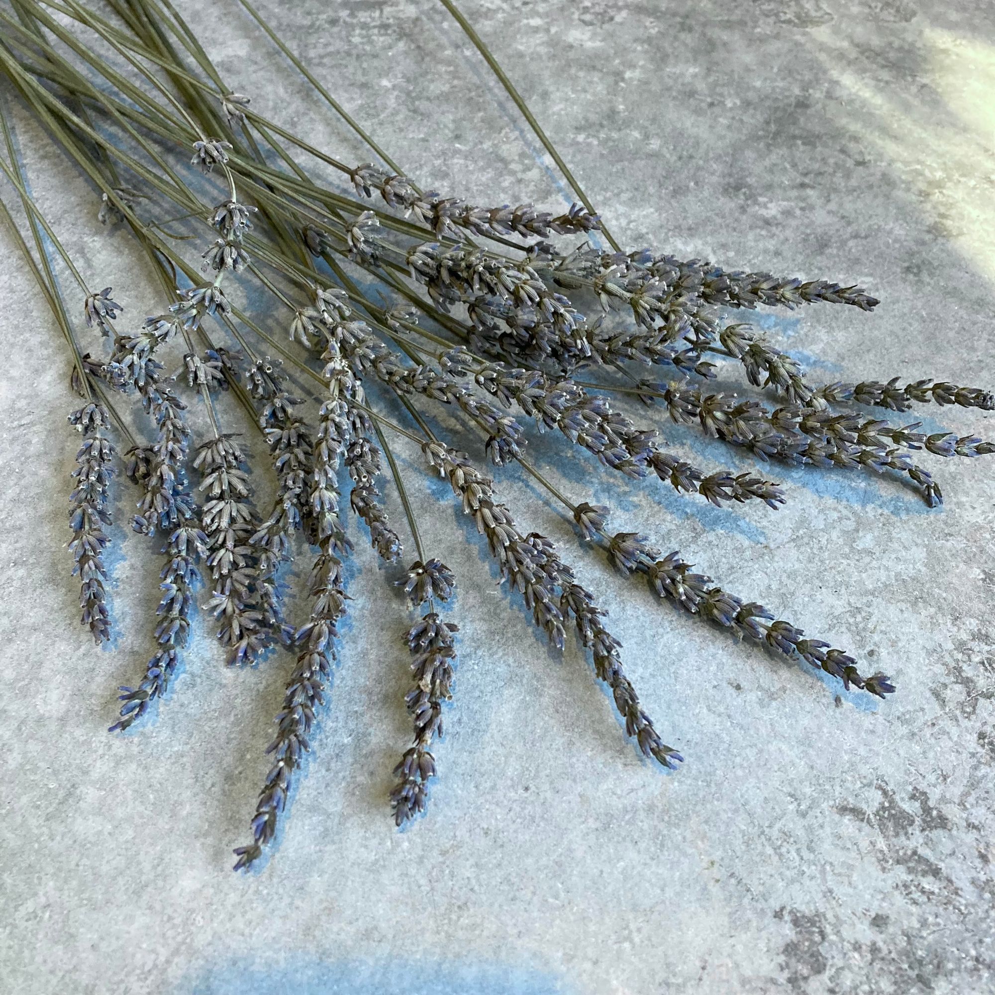 LAVENDULA x intermedia Phenomenal