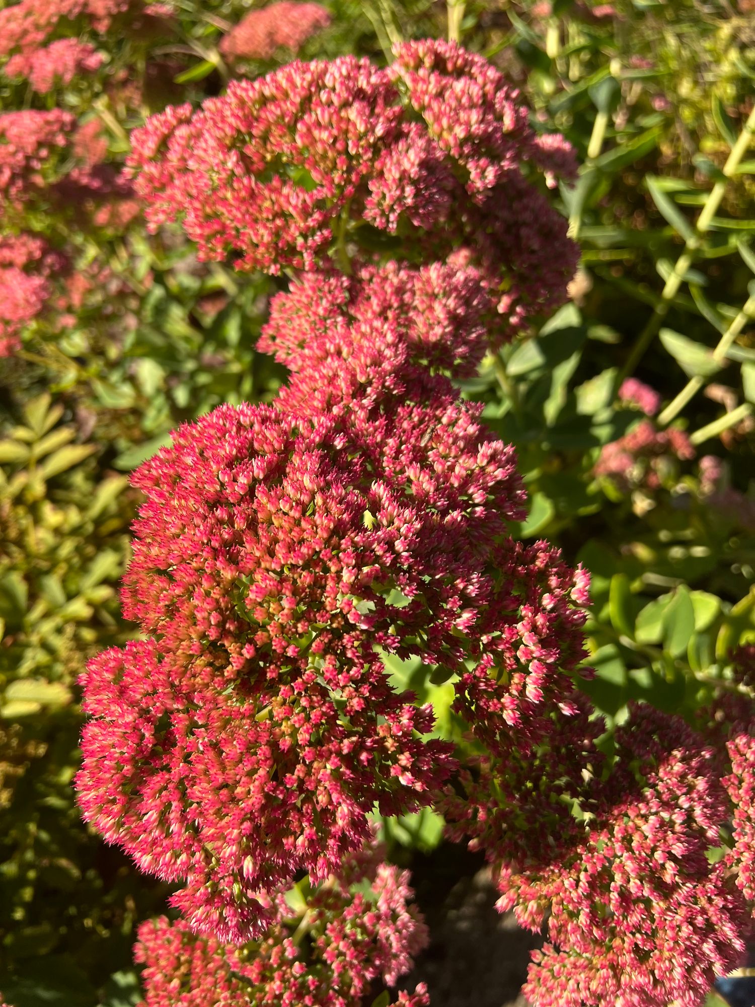 HYLOTELEPHIUM spectabile Autumn Joy