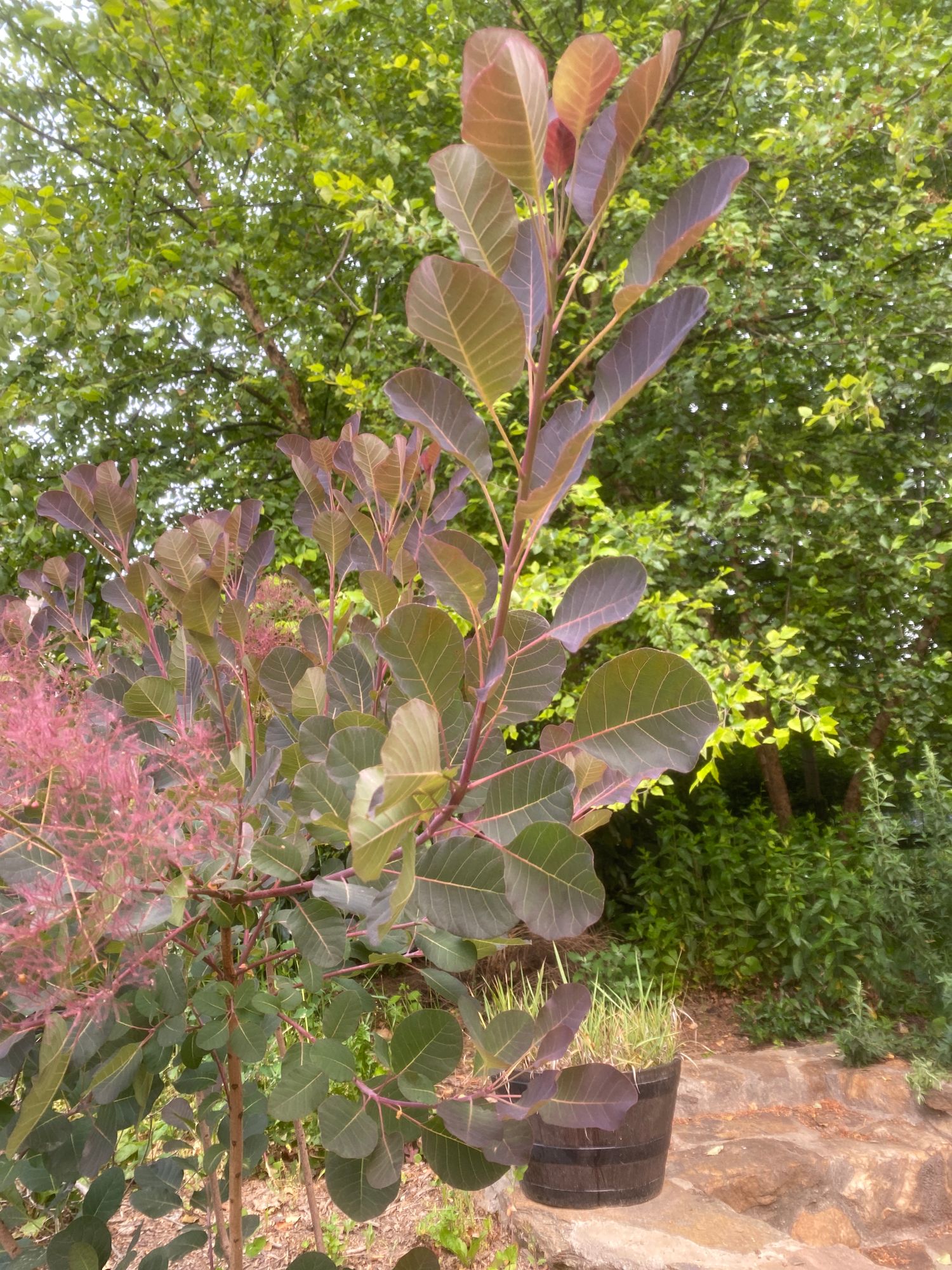 COTINUS coggygria