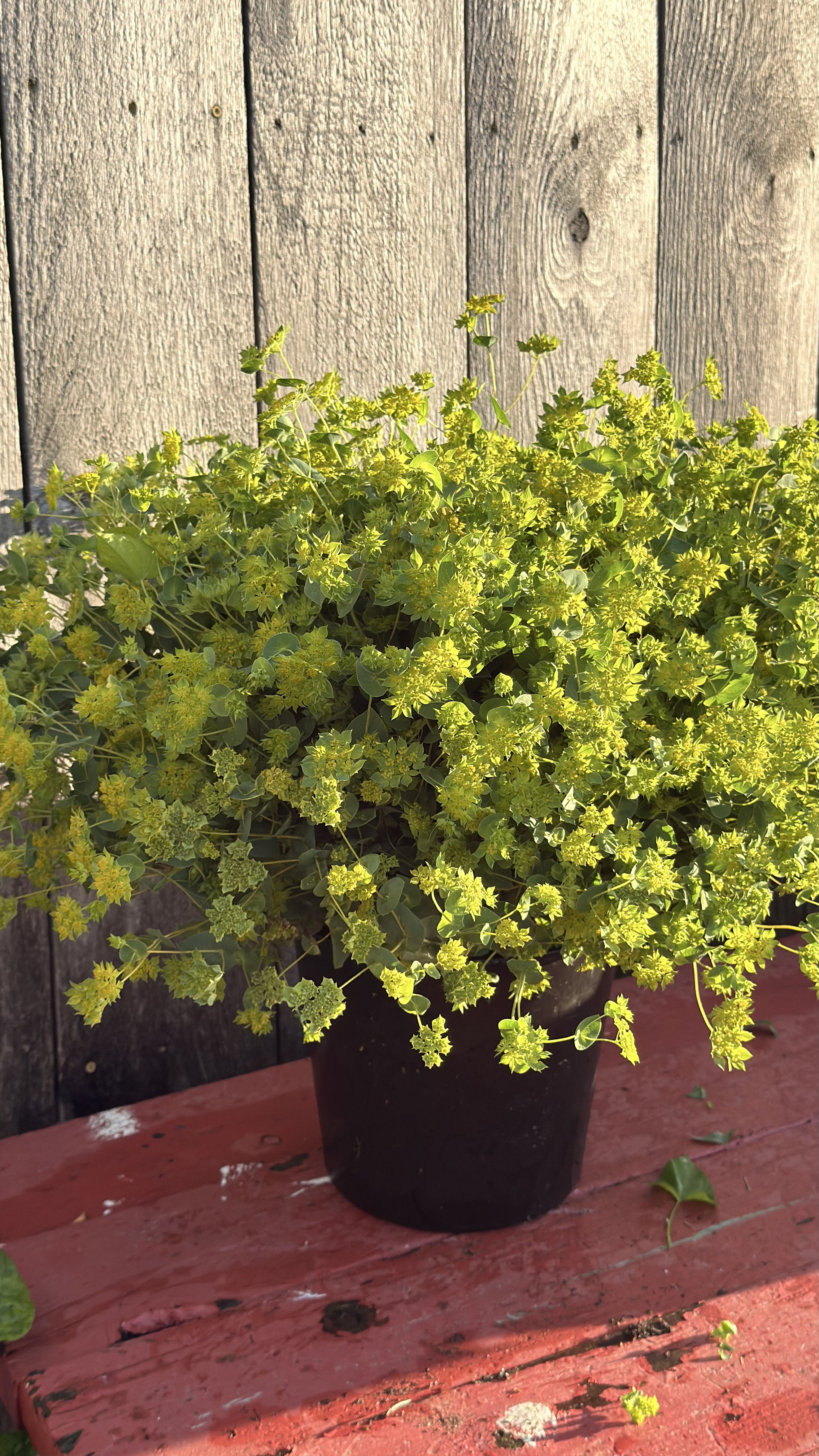 BUPLEURUM fruticosum