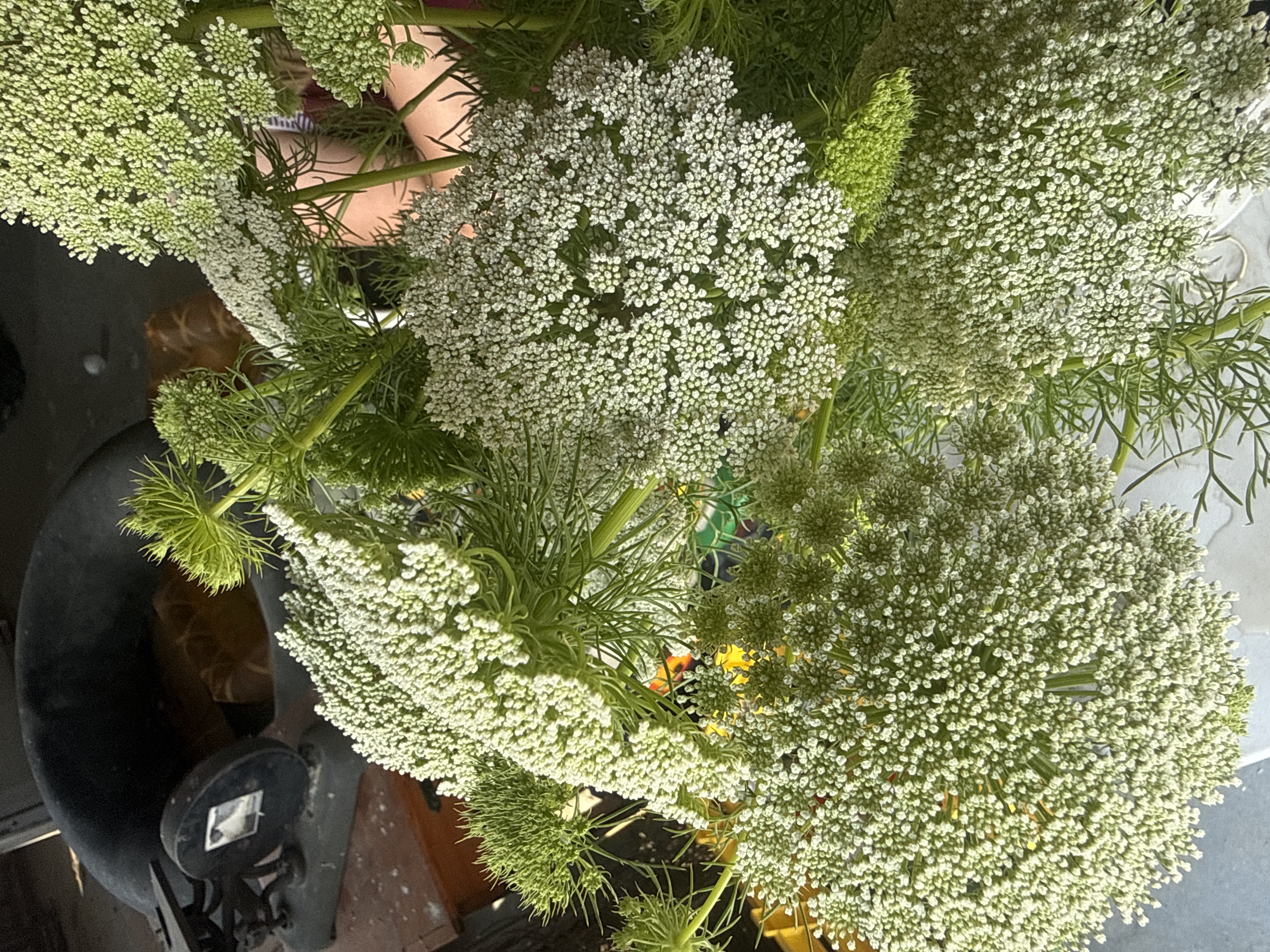 AMMI majus