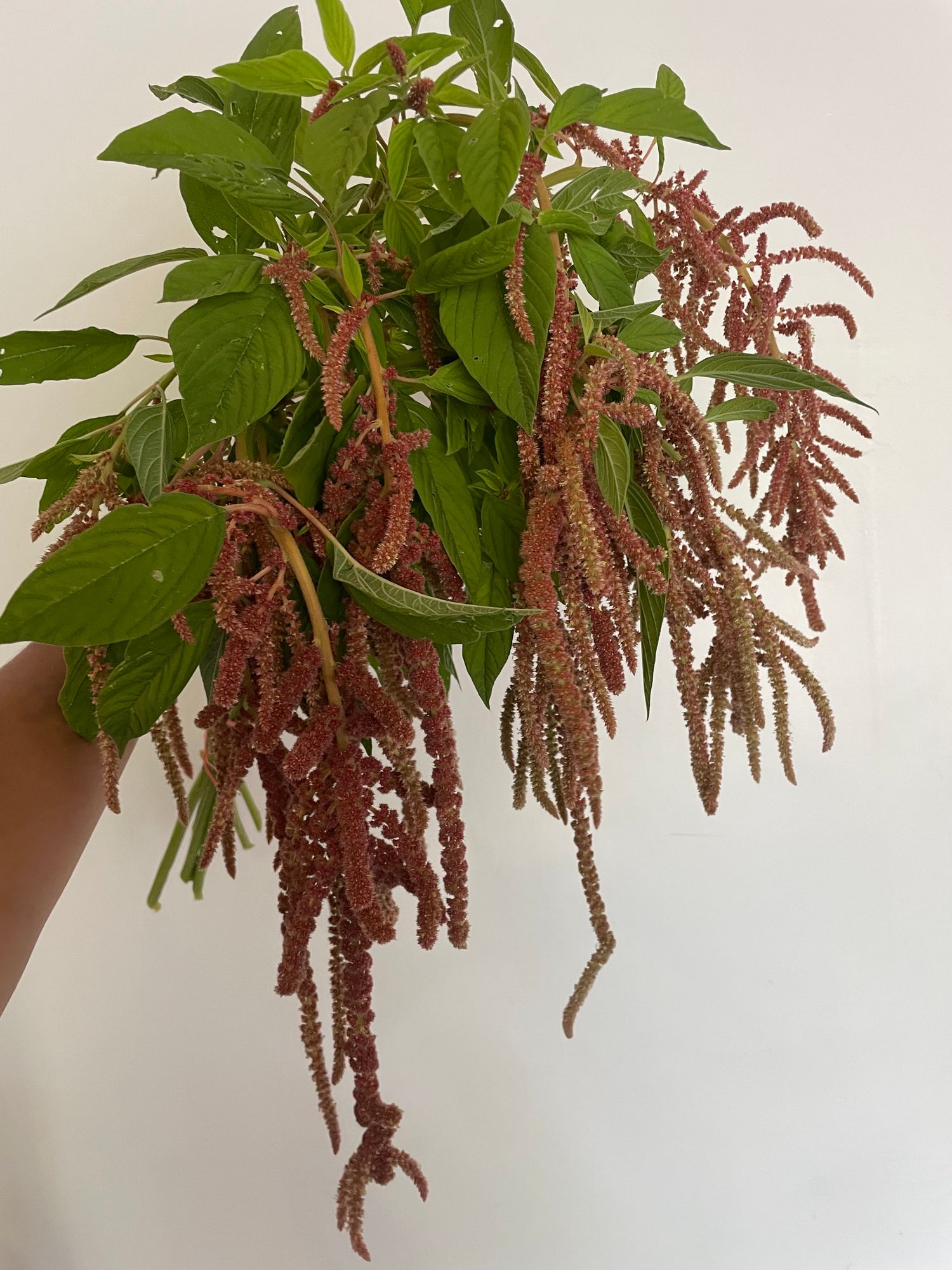 AMARANTHUS caudatus Coral Fountains