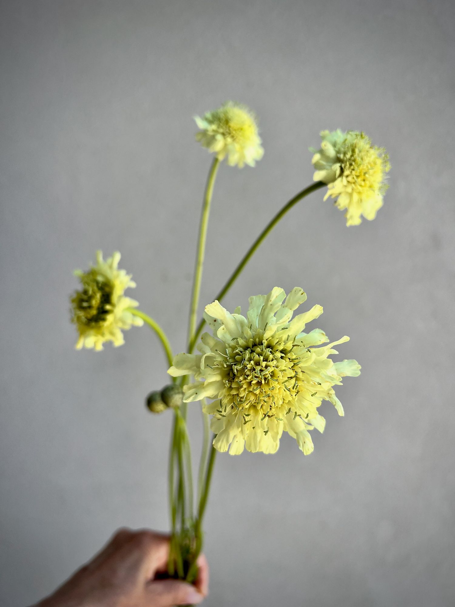 CEPHALARIA gigantea