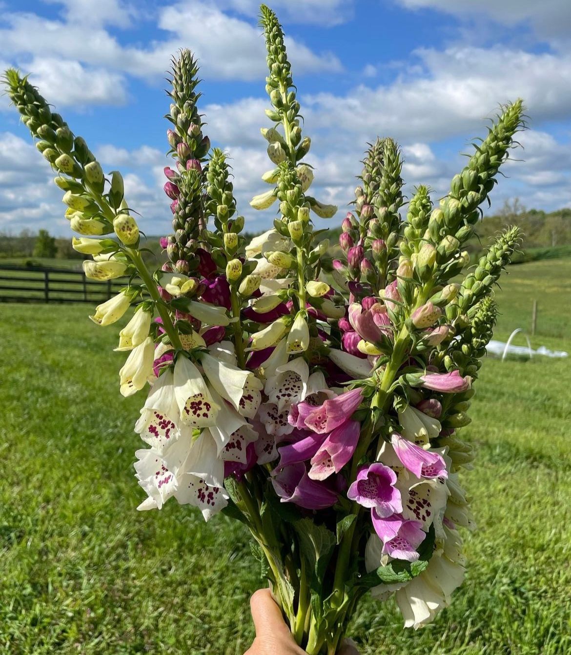 DIGITALIS purpurea Dalmatian