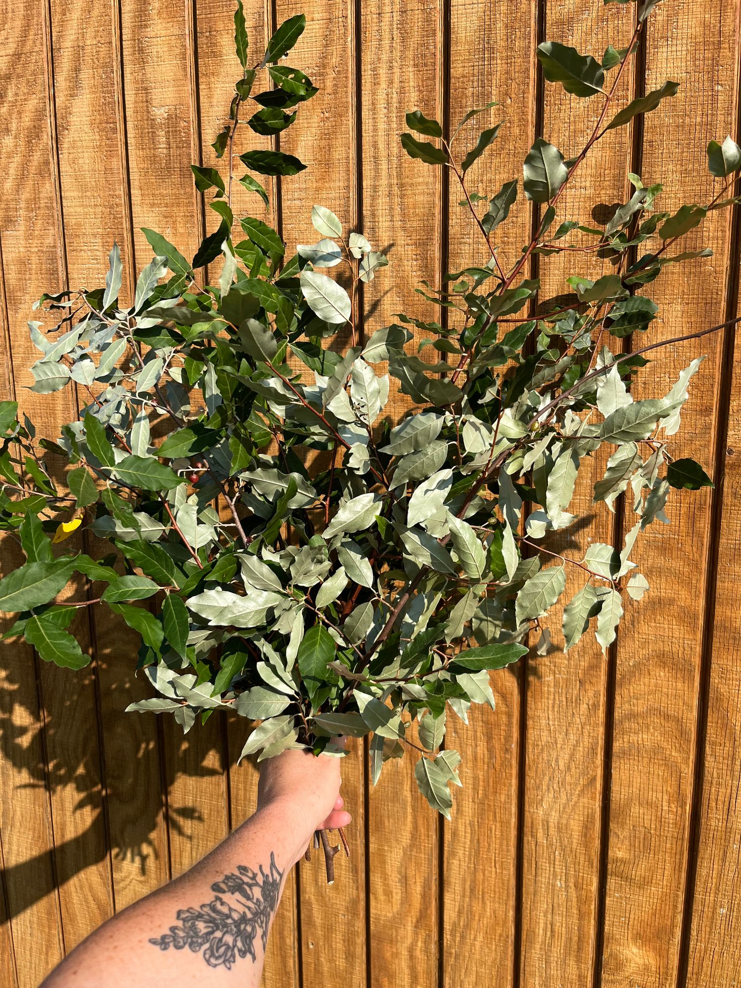 ELAEAGNUS umbellata