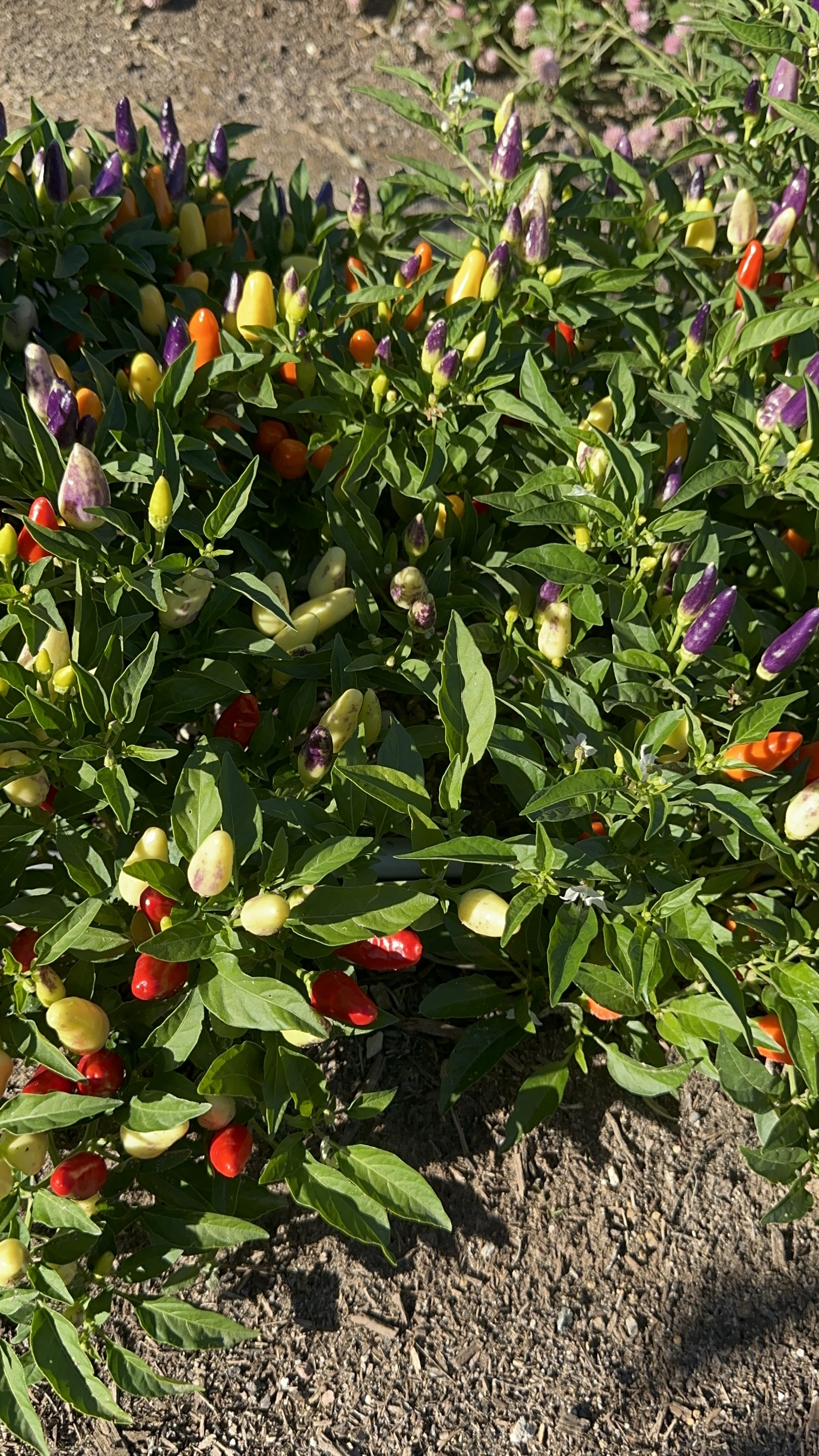 CAPSICUM annuum
